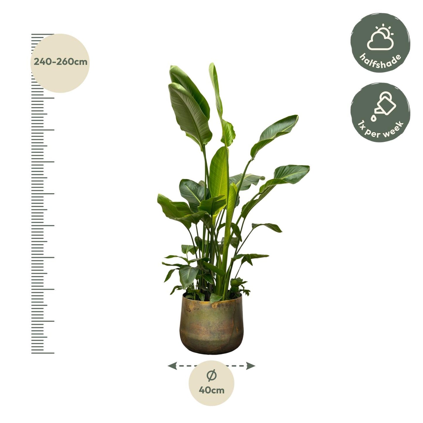 Strelitzia Nicolai de luxe XXL 250 cm Ø40 | Pflanzfix24.de - Pflanzfix24.de