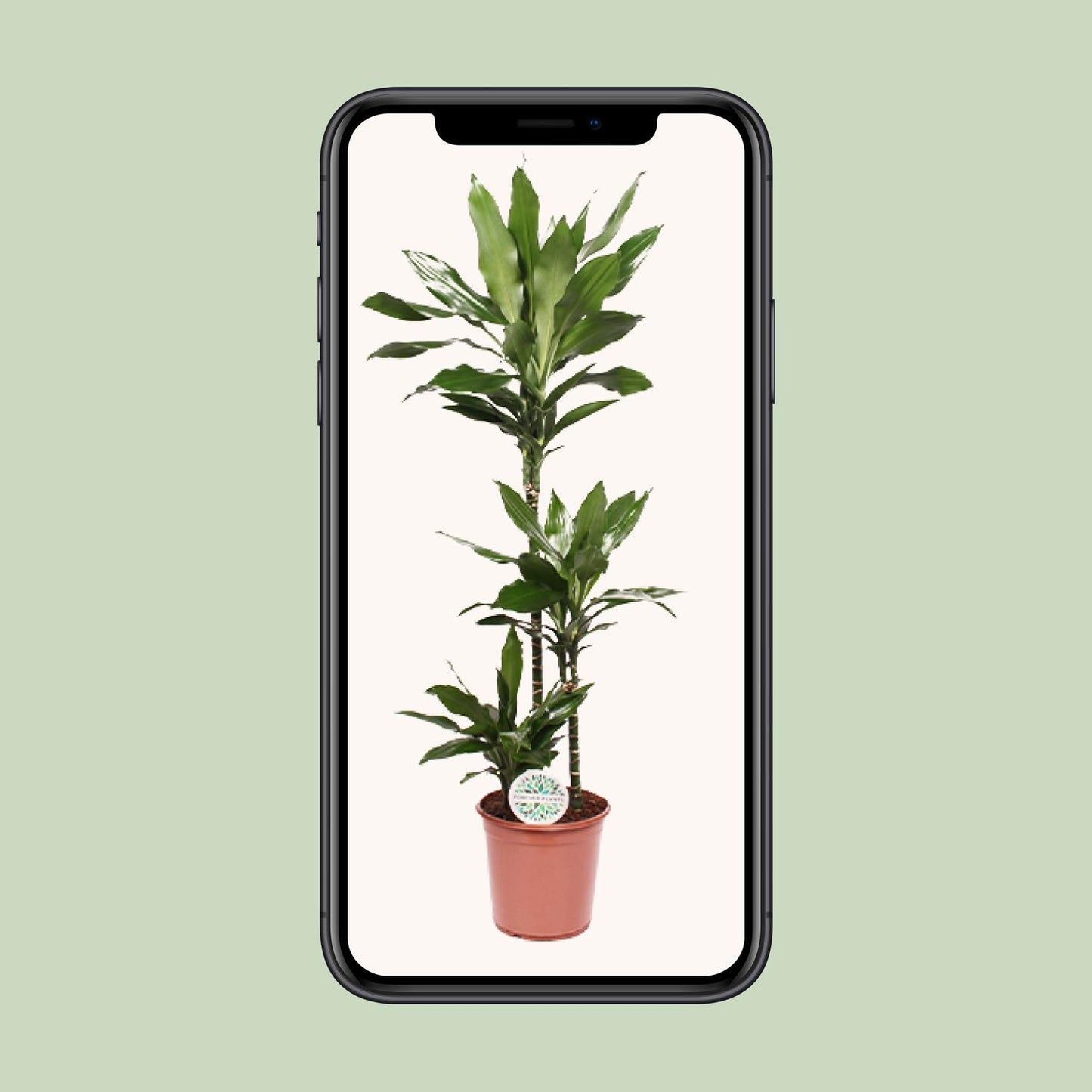 Dracaena Janet Lind - Ø24cm - ↕130cm bei Pflanzfix24.de - Pflanzfix24.de