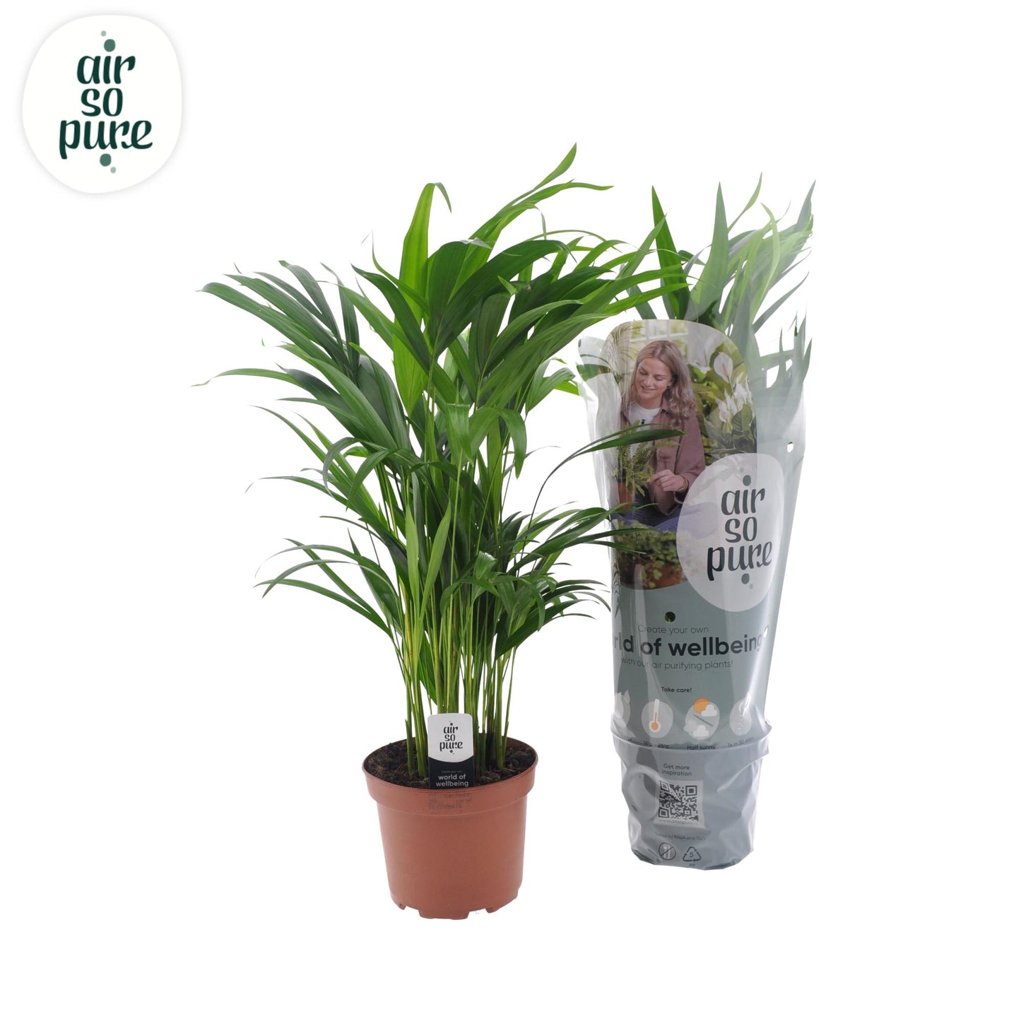 Dypsis Lutescens - Ø17cm - ↕65cm bei Pflanzfix24.de - Pflanzfix24.de