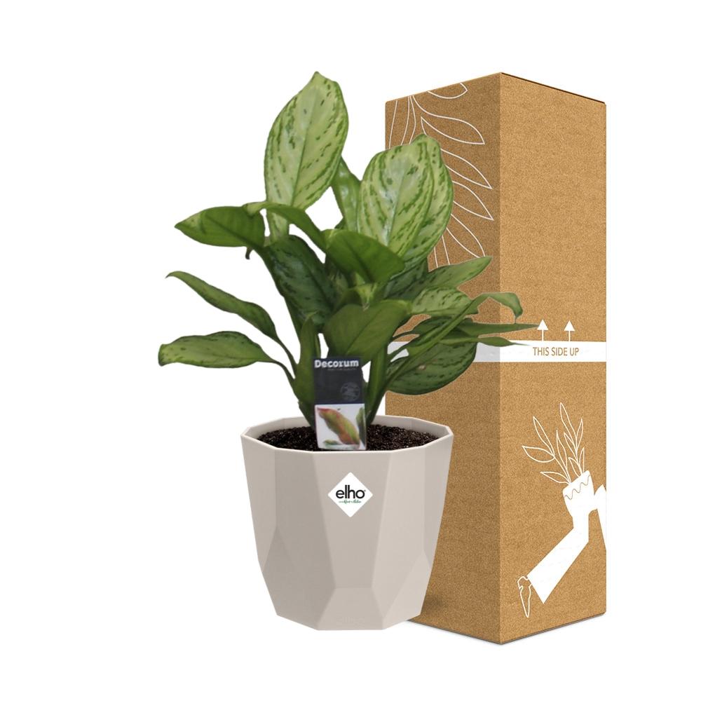Aglaonema Christina in ELHO b.for rock 14 cm warm grey - Pflanzfix24
