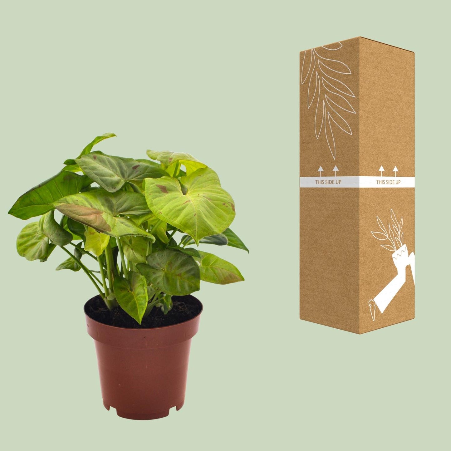 Syngonium Milk Confetti - Ø12cm - ↕20cm - Pflanzfix24