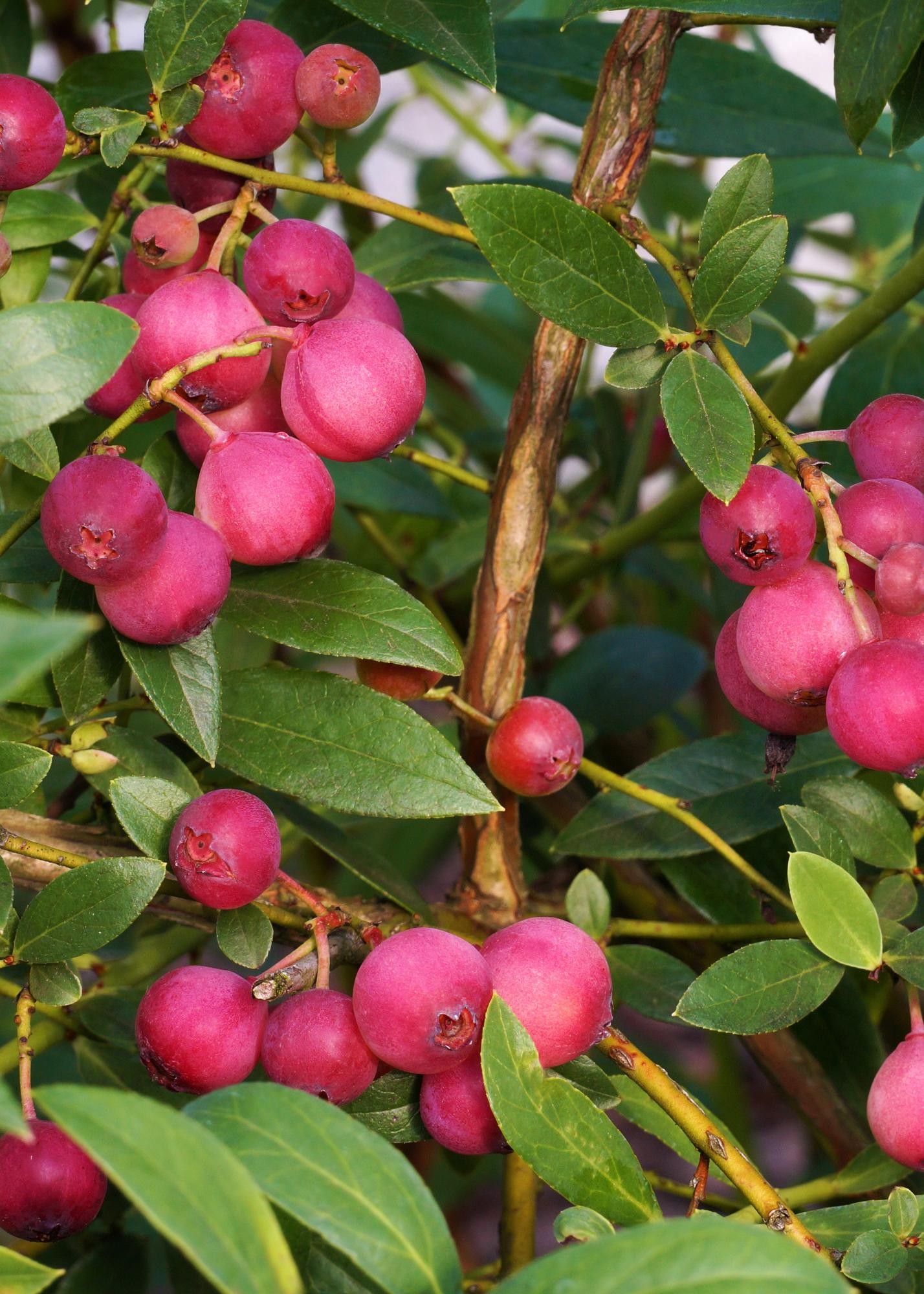 6x - Vaccinium corymbosum - ↨45cm - Ø13 - Pflanzfix24
