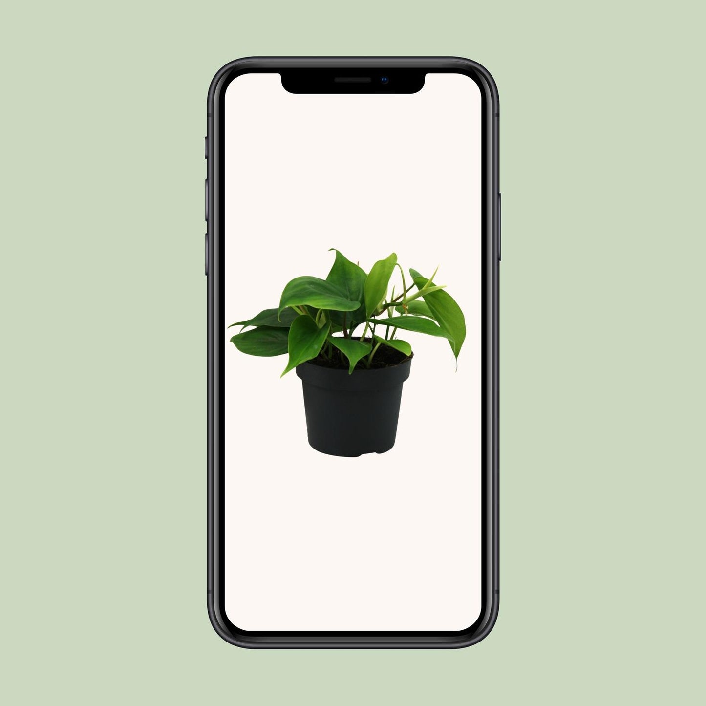 Philodendron Scandens 20cm Ø12cm – Pflegeleichte Zimmerpflanze | Pflanzfix24.de - Pflanzfix24.de