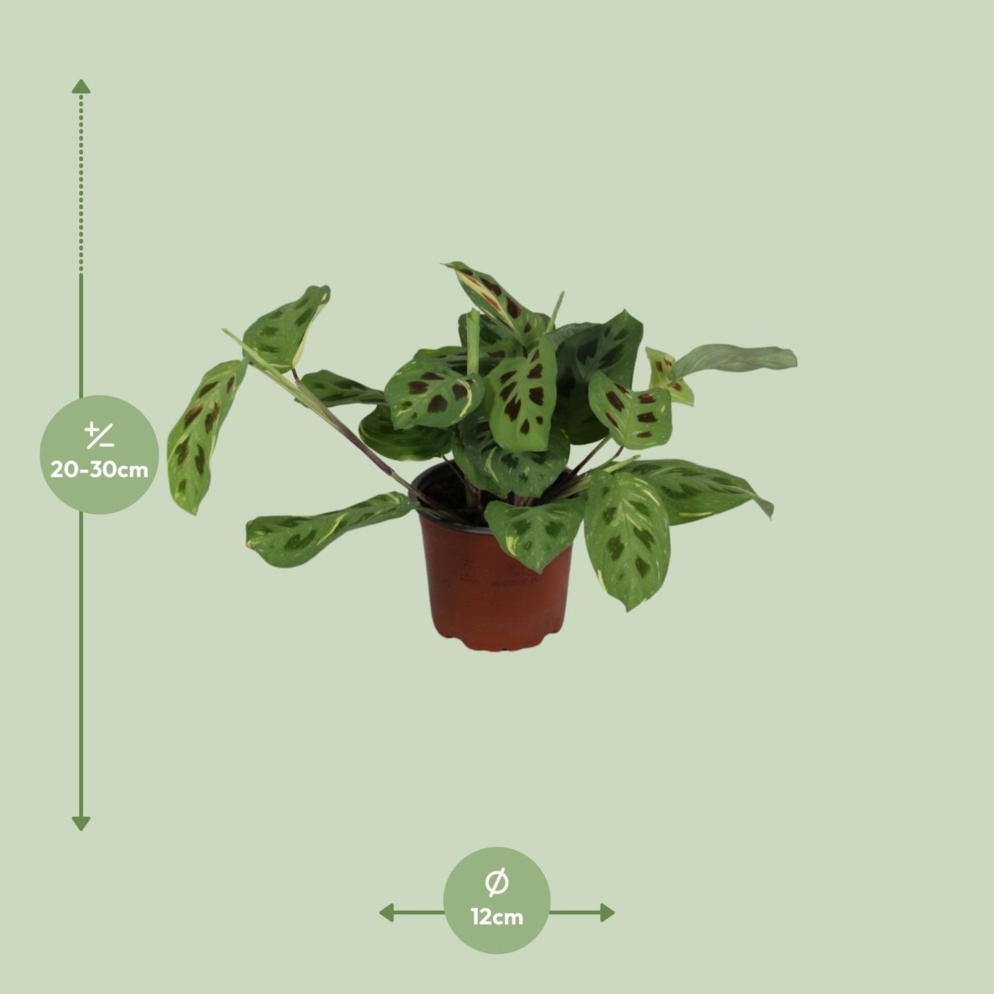 Maranta Leuconeura ‘Fascinator Variegata’ Ø12cm | Pflanzfix24.de - Pflanzfix24.de