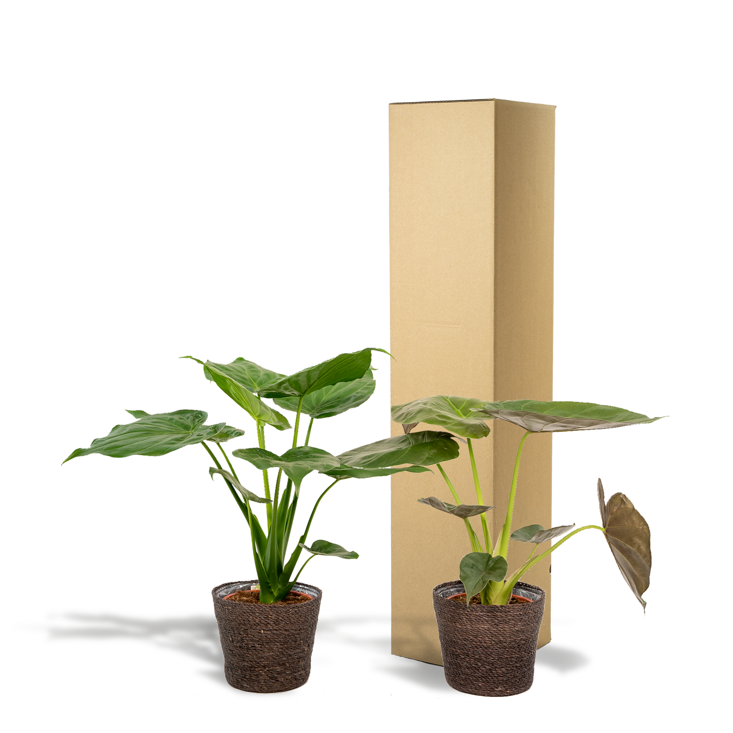 Alocasia Cucullata & Wentii Set mit Korb Igmar - Pflanzfix24