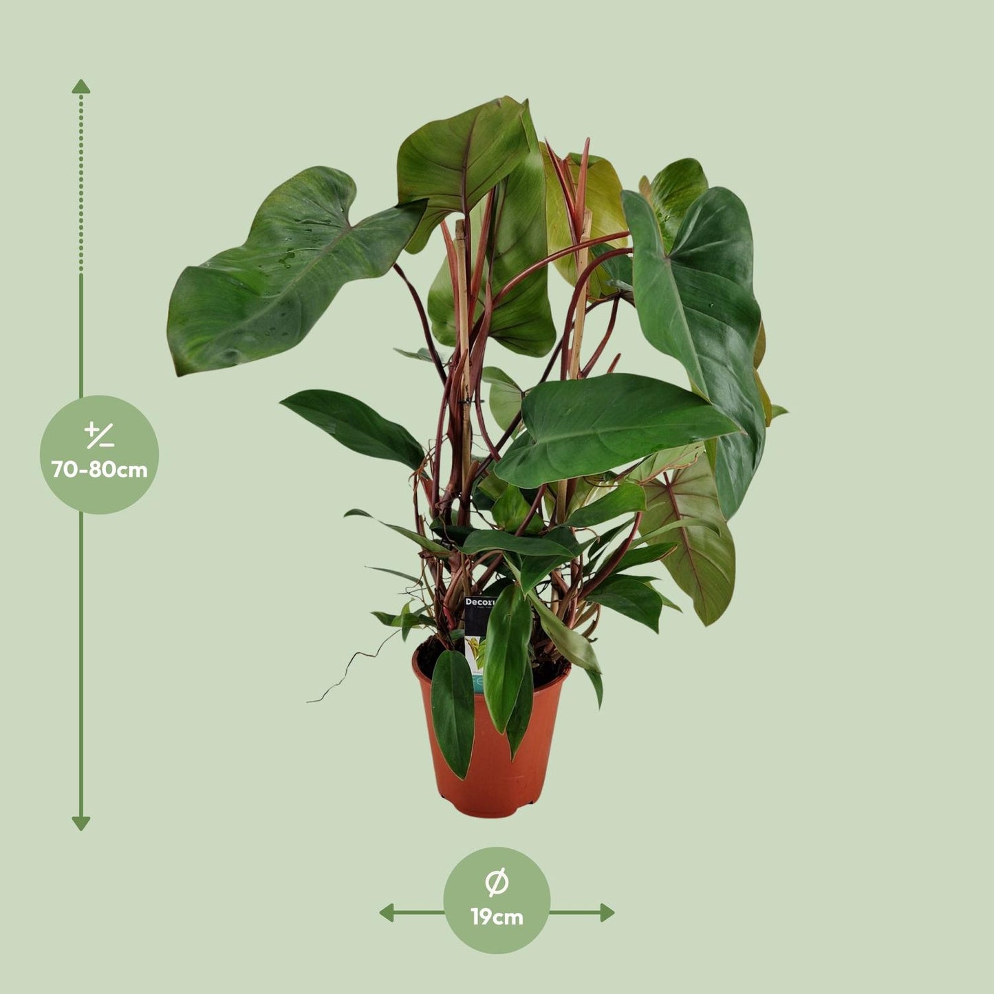 Philodendron Red Twins - Ø19cm - ↕75cm bei Pflanzfix24