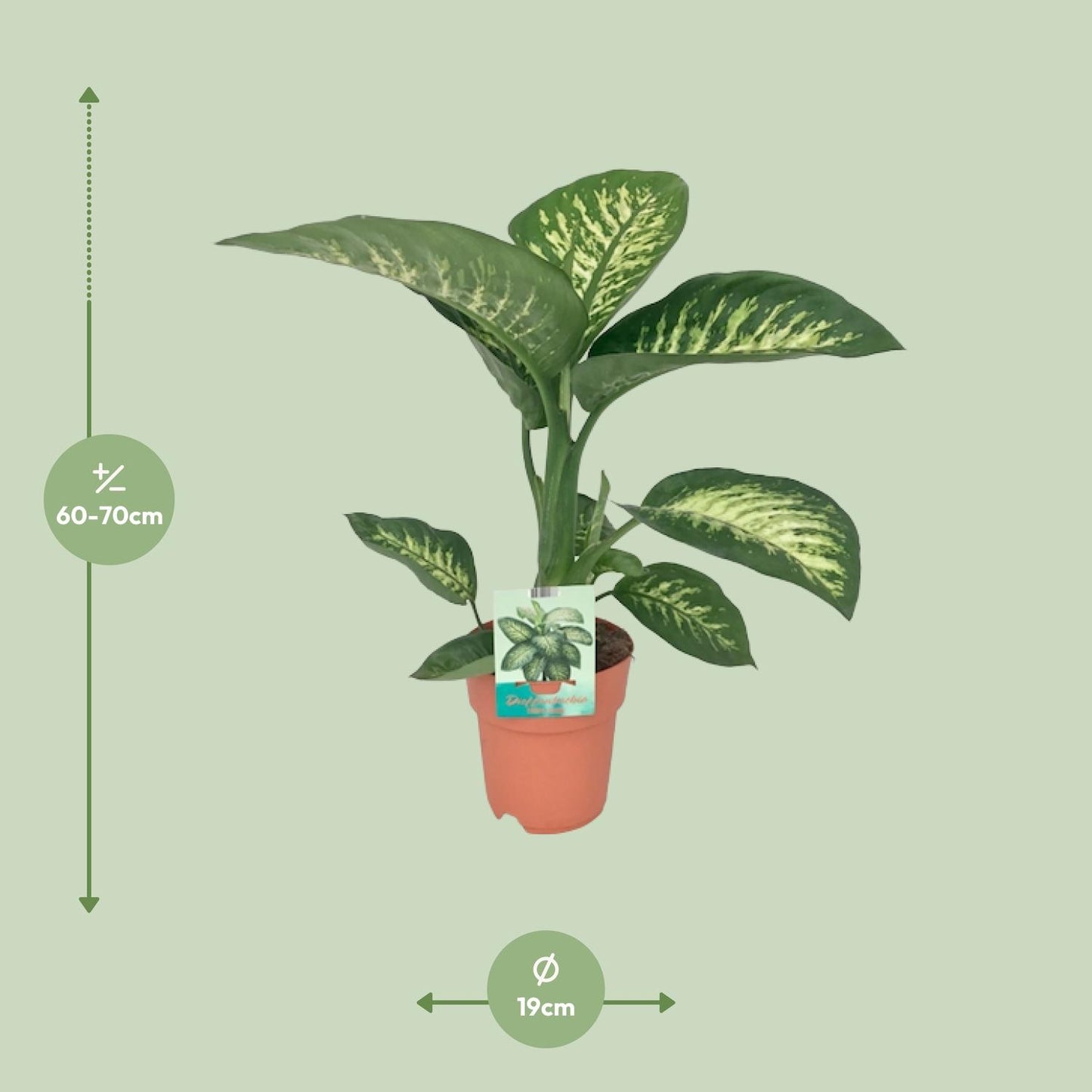 Dieffenbachia seguine Tropic Snow - Ø19cm - ↕70cm - Pflanzfix24.de - Pflanzfix24.de