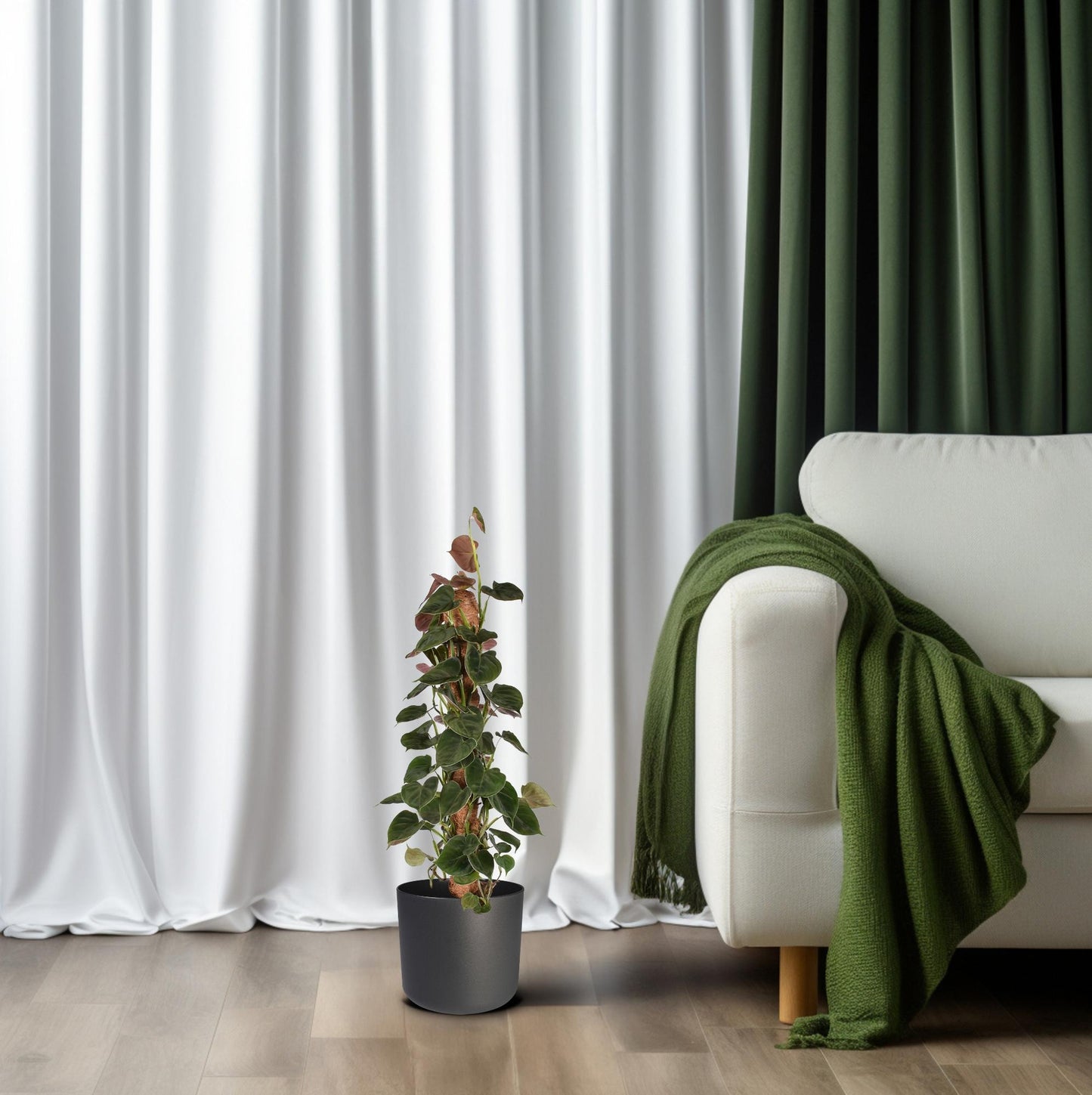 Philodendron Lupinum Mosstok - Pflanzfix24
