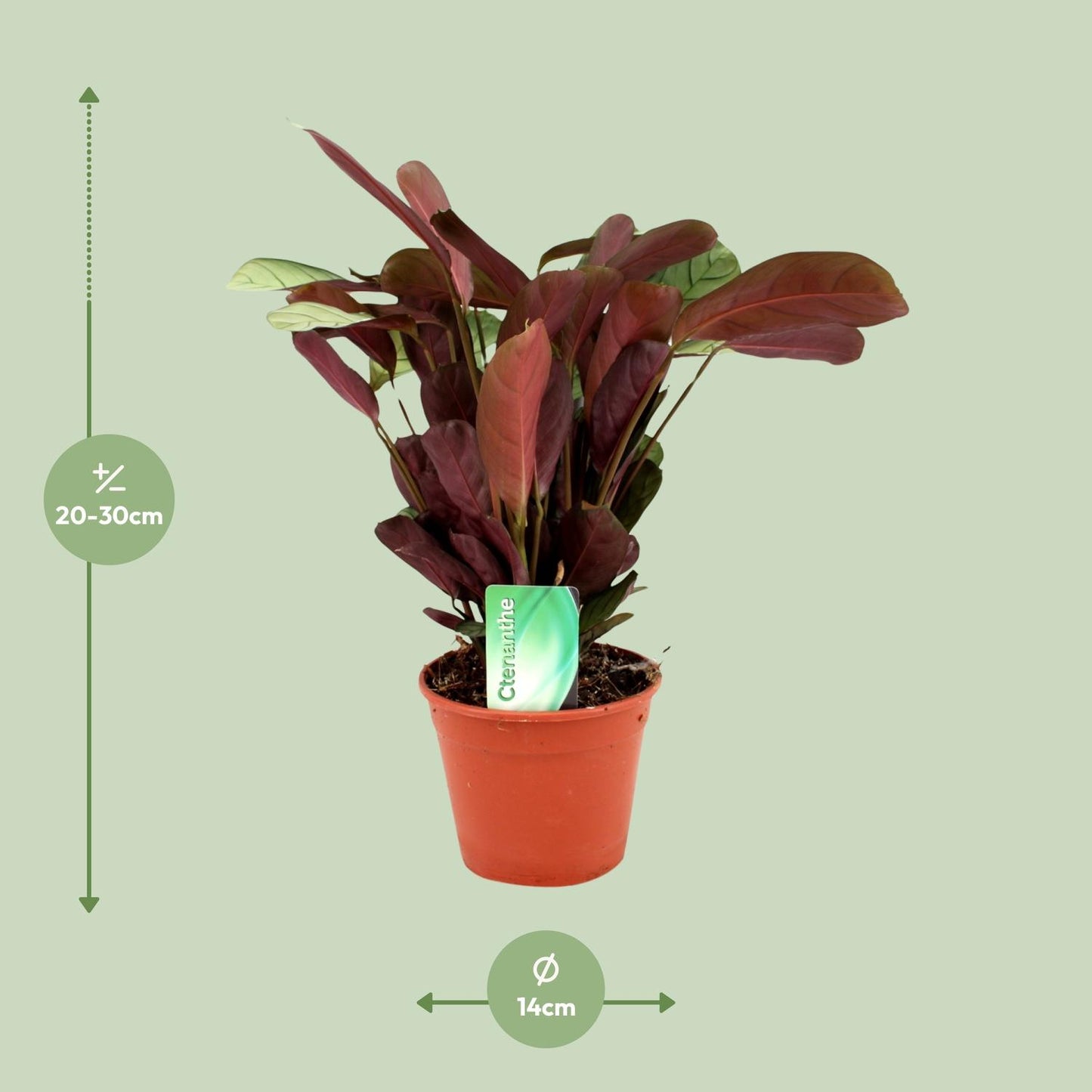 Ctenanthe Amagris - Ø14cm - ↕25cm - Pflanzfix24.de - Pflanzfix24.de