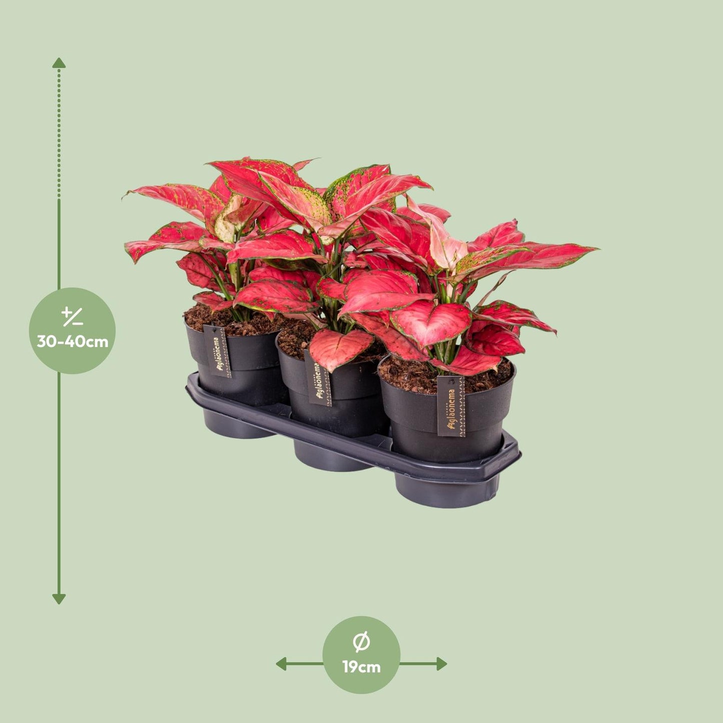 Aglaonema Red Joy - Ø19cm - ↕40cm - Pflanzfix24