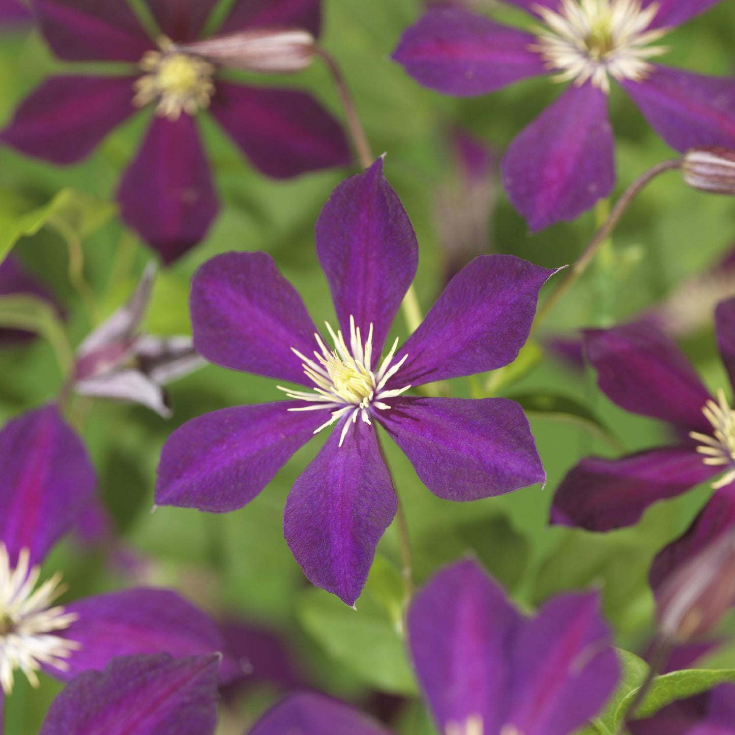 Pflanzfix24.de - Clematis 'Mikelite' - Kletterpflanze - Lila Blüte - 2 Pflanzen - Topf 11cm - Pflanzfix24.de
