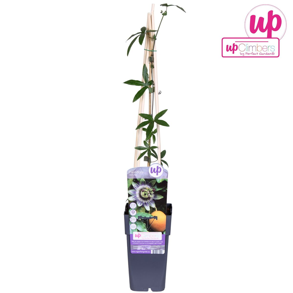 Passiflora caerulea Blau Ø15cm – Winterharte Kletterpflanze | Pflanzfix24.de - Pflanzfix24.de