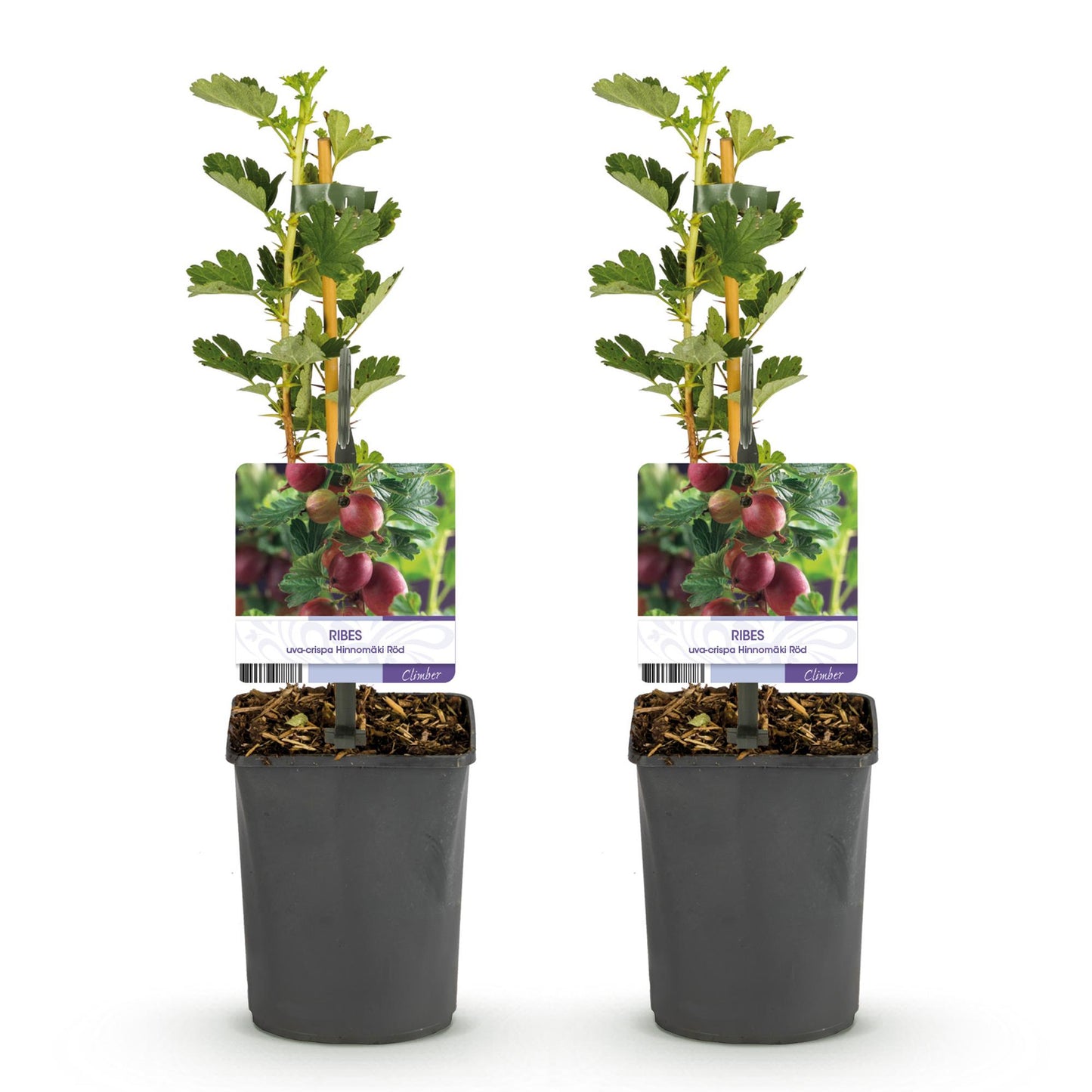 Stachelbeere Ribes uva-crispa Hinnomäki Röd - 2 Pflanzen - Topf 11cm - Pflanzfix24