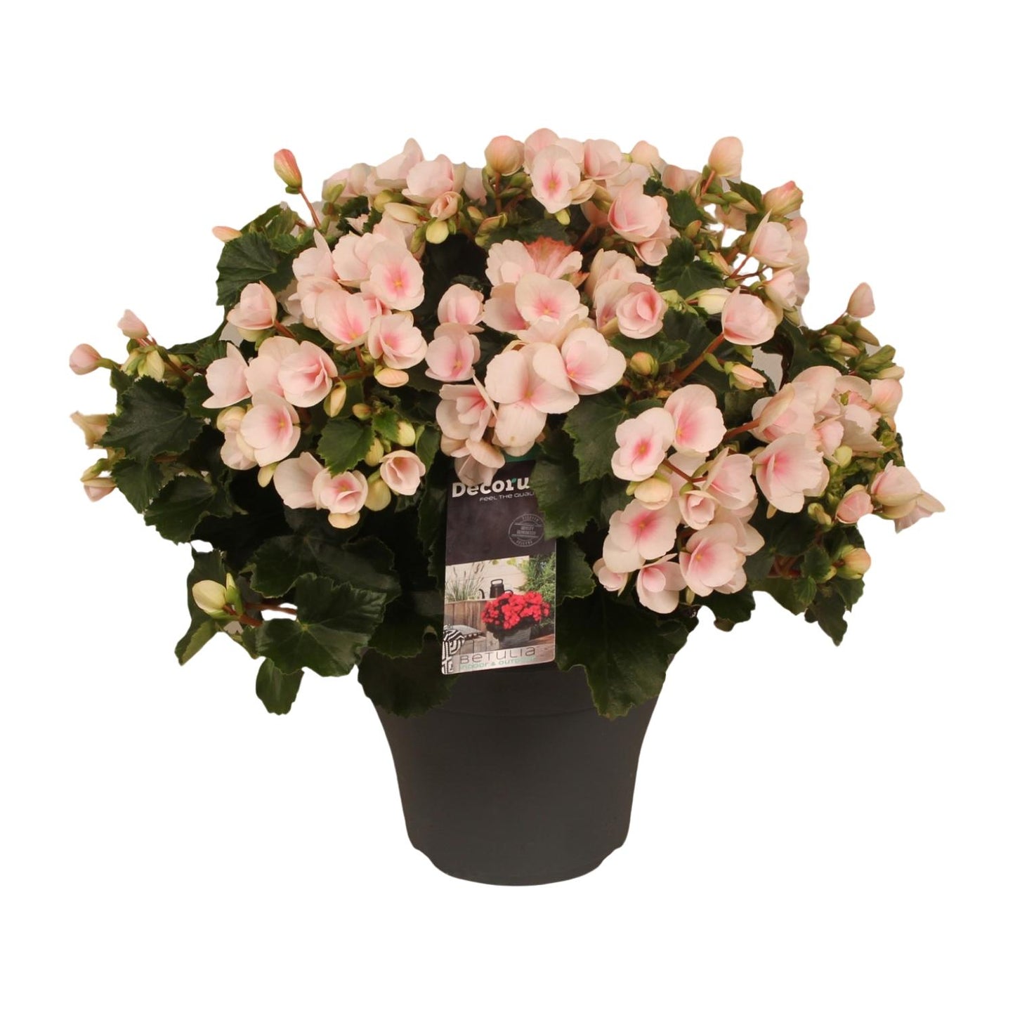 Betulia Light 19cm Outdoor Decorum - Ø19cm - ↕35cm - Pflanzfix24