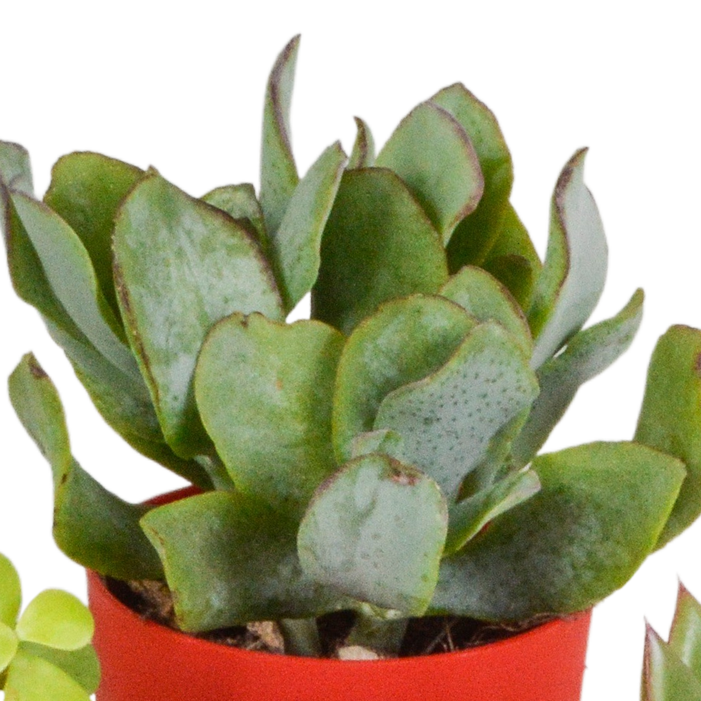 Vetplanten-Mischung 5x Sukkulenten 5,5 cm bunter Kunststofftopf | Pflanzfix24.de - Pflanzfix24.de