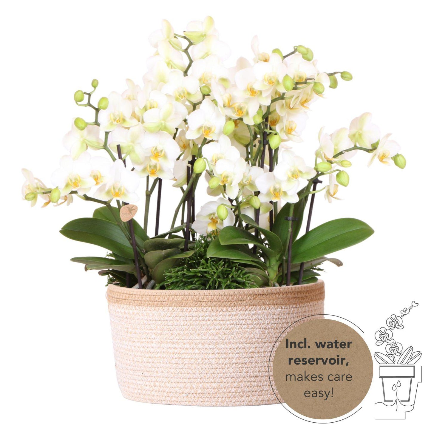 Kolibri Orchideen Set Weiß Baumwollkorb mit Wassertank – Pflanzfix24.de - Pflanzfix24.de