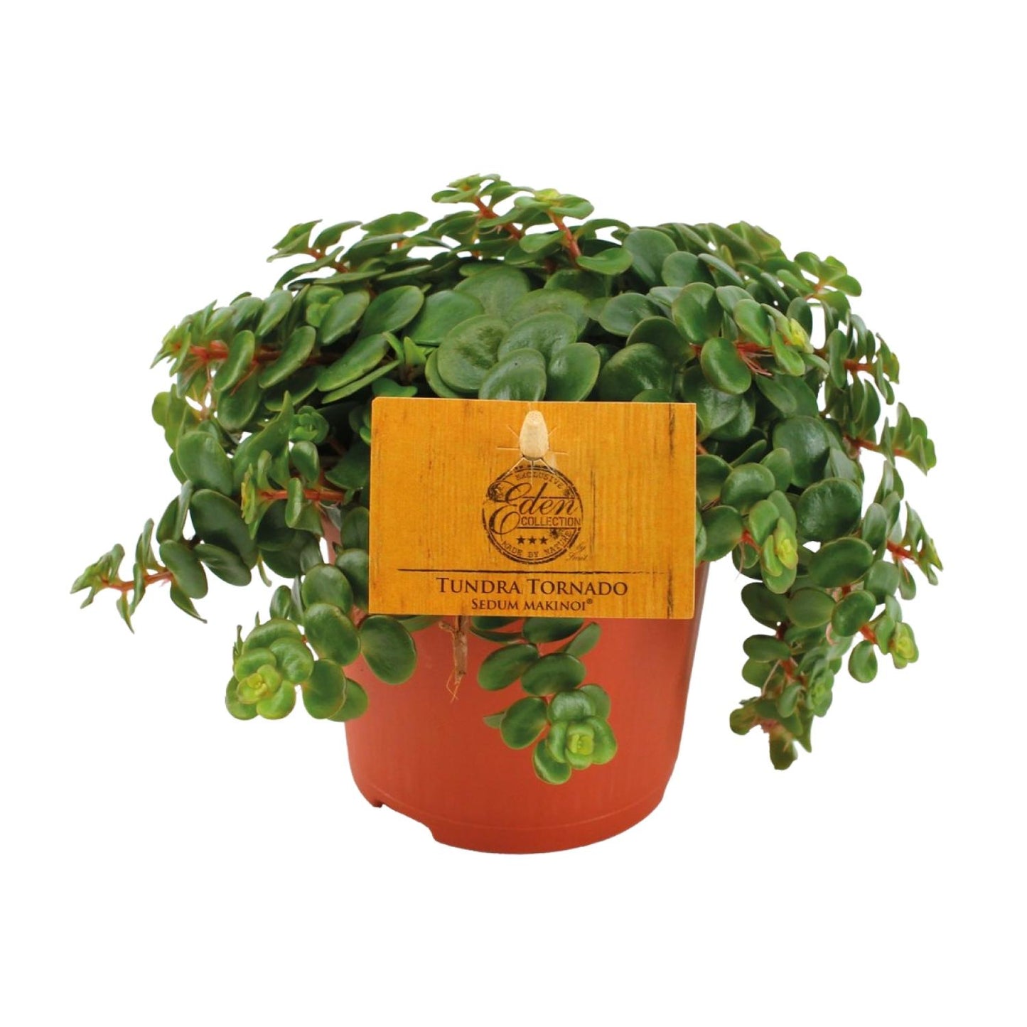 Sedum Tornado 15 cm im Topf Ø11 cm – Fetthenne von Pflanzfix24