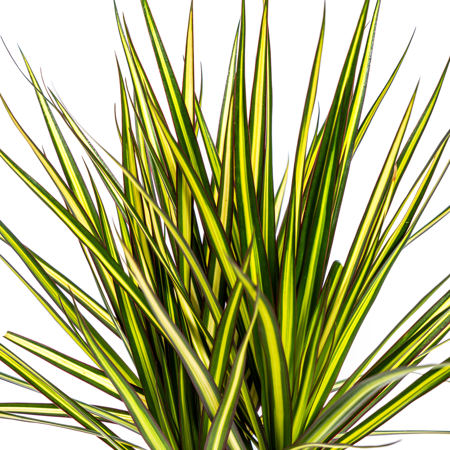 Dracaena Marginata Sunray Ø17cm - Pflanzfix24.de - Pflanzfix24.de