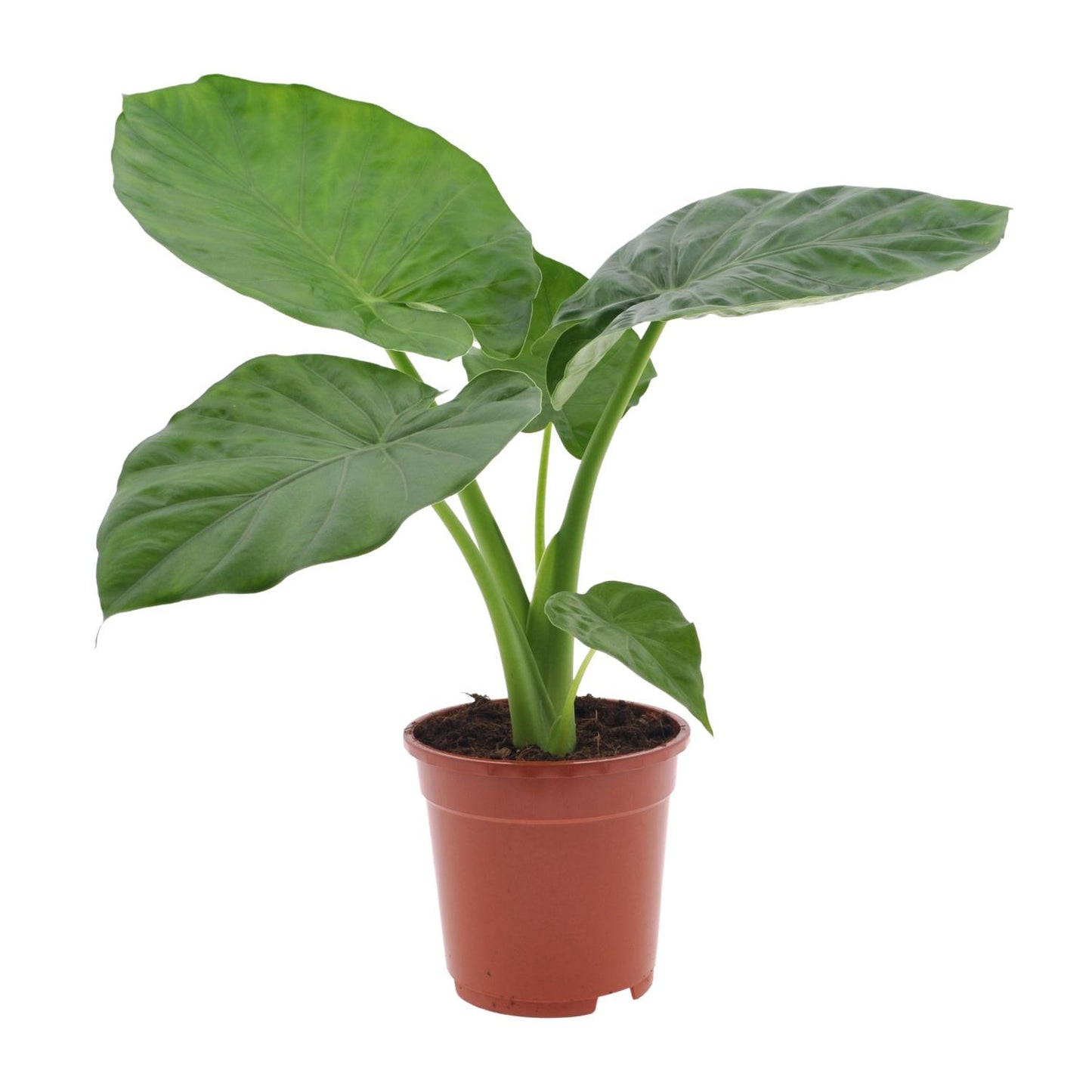 Alocasia Macrorrhiza - Ø17cm - ↕50cm - Pflanzfix24