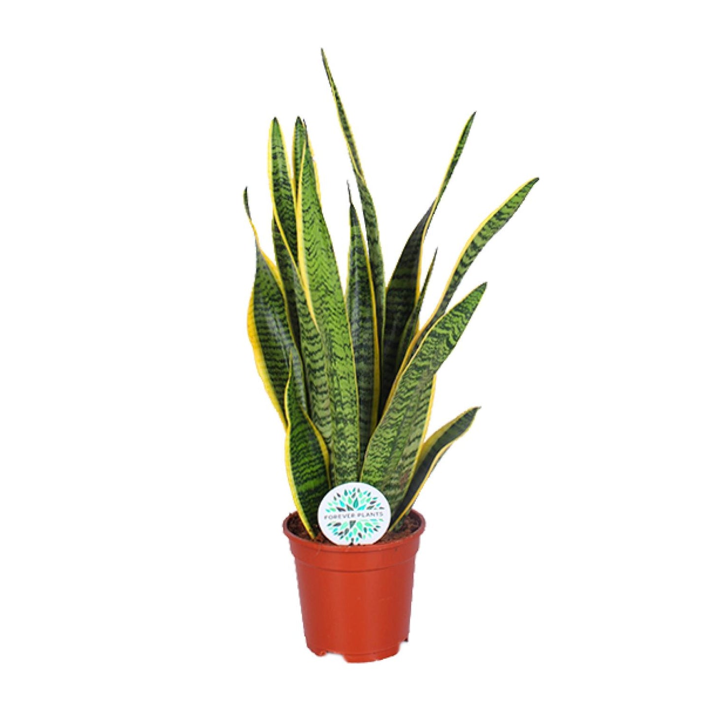 Sansevieria Trifasciata Laurentii Ø17cm | Luftreinigende Zimmerpflanze - Pflanzfix24