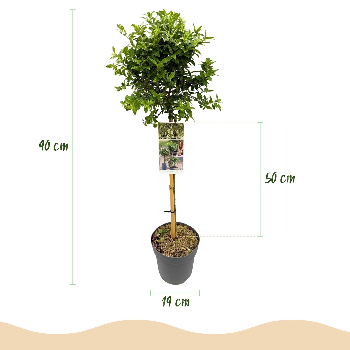 GreenboutiQ Euonymus fortunei Harlequin Stamm-Pflanze 19cm – Pflanzfix24