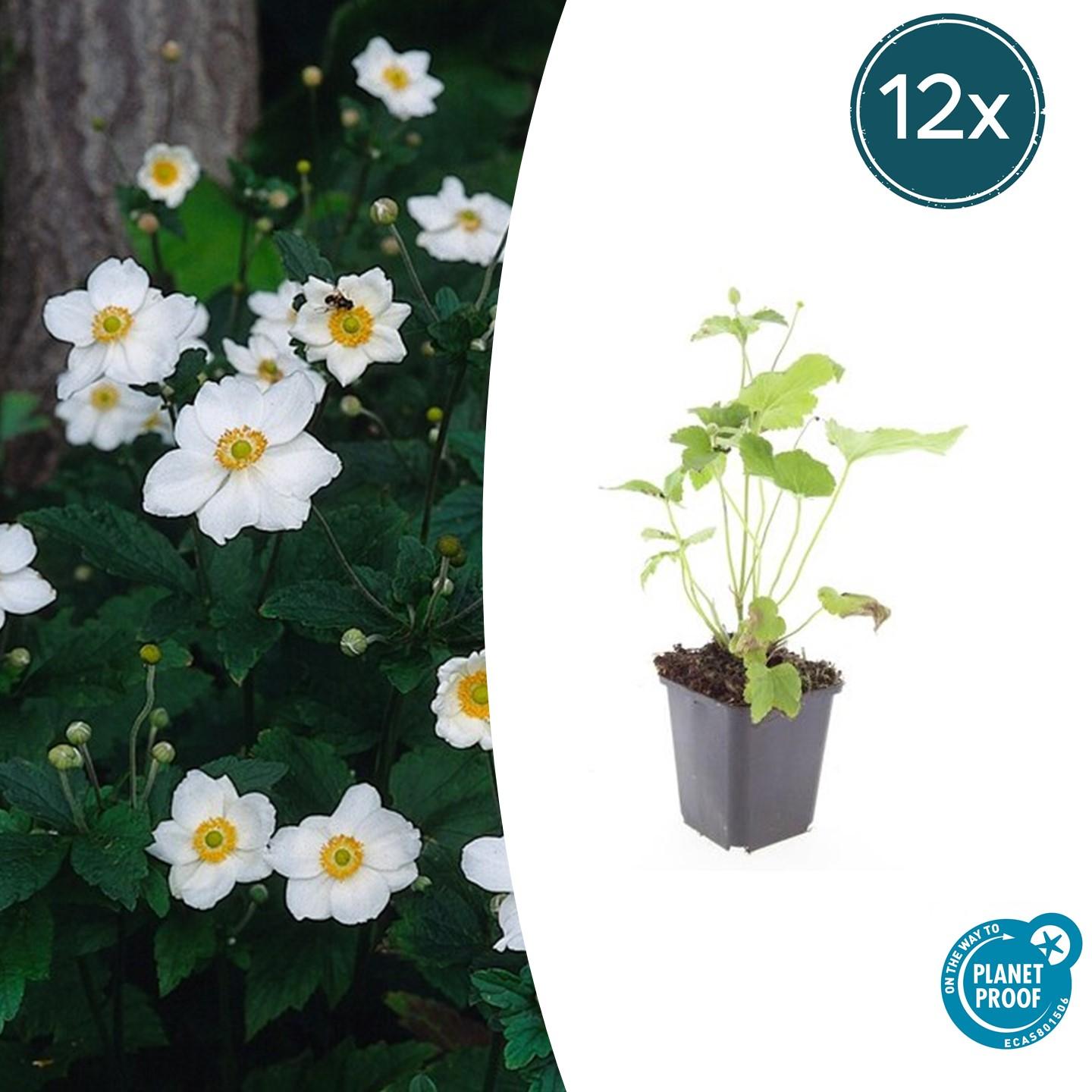 12x Anemone hyb. 'Honorine Jobert' – Herbstanemone – Pflanzfix24.de - Pflanzfix24.de