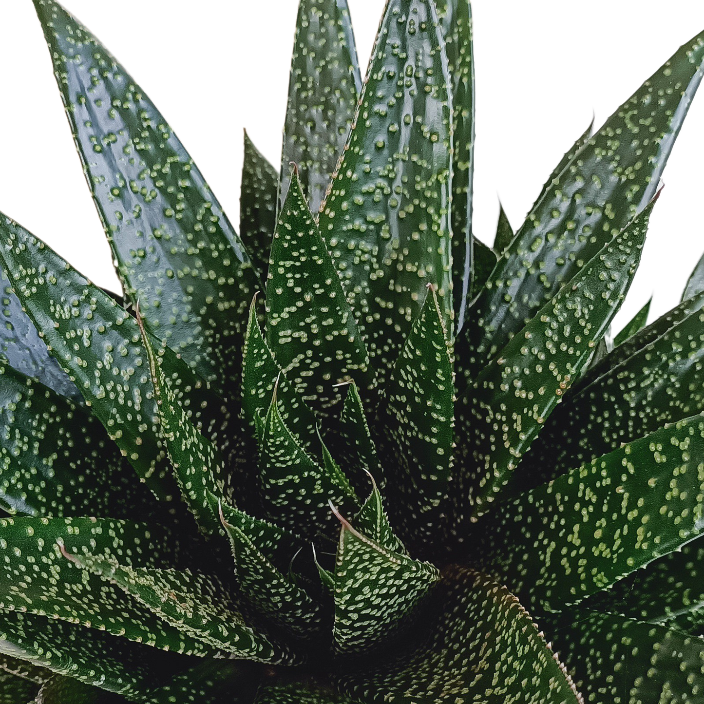 Gasteria 'd Due 17cm - Pflanzfix24.de - Pflanzfix24.de