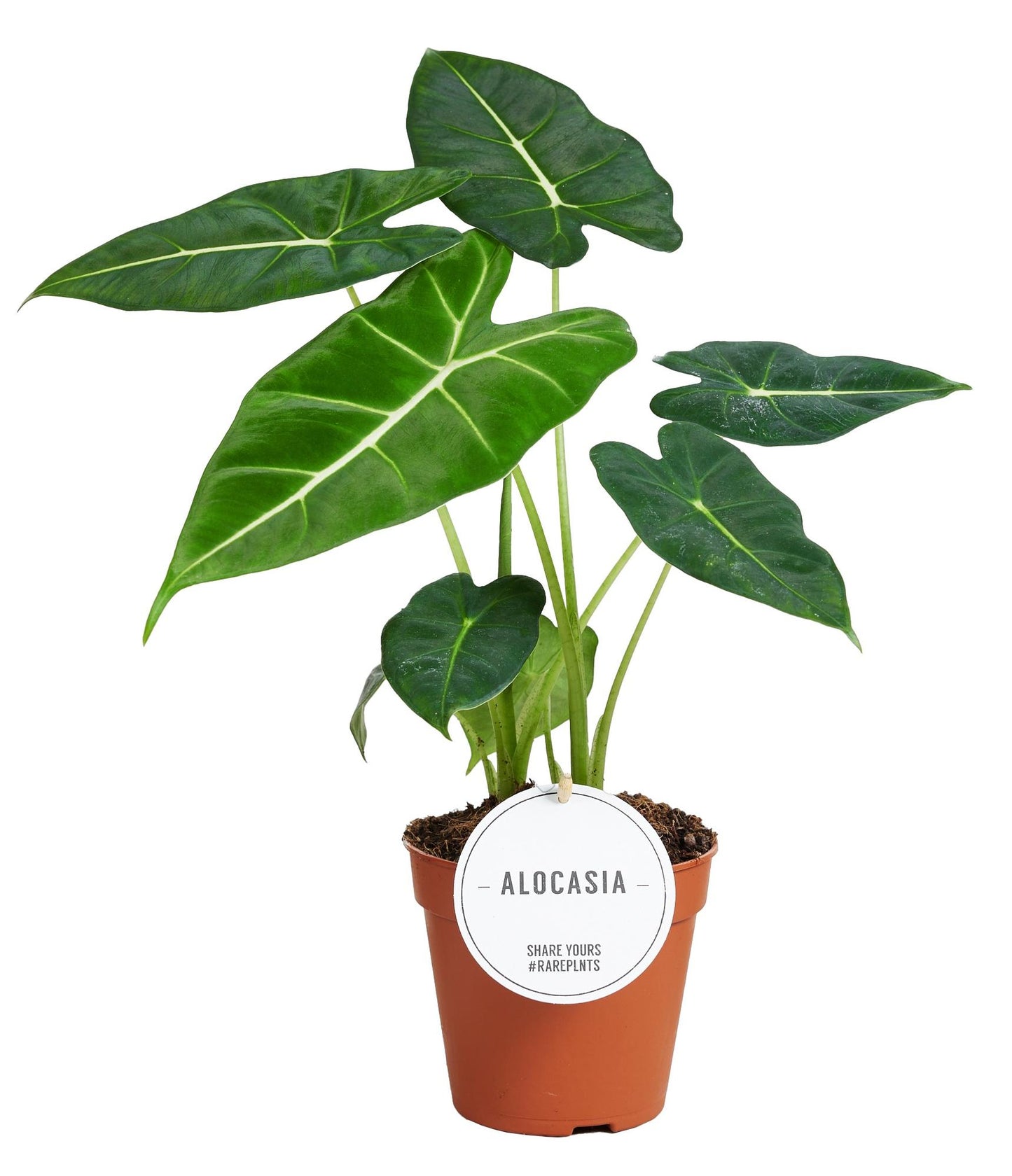 Alocasia Frydek - Zimmerpflanze im 12 cm Topf - Pflanzfix24.de - Pflanzfix24.de