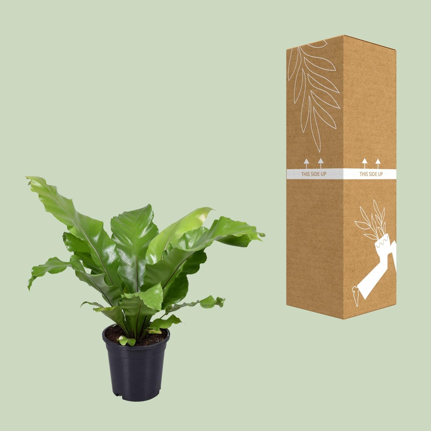 Asplenium Nidus - Ø17cm - ↕45cm - Pflanzfix24