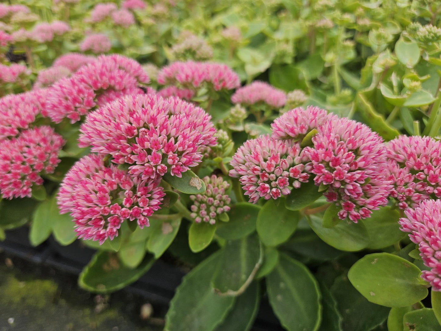 12x Sedum 'Herbstfreude' Sukkulenten 10-25cm | Pflanzfix24.de - Pflanzfix24.de