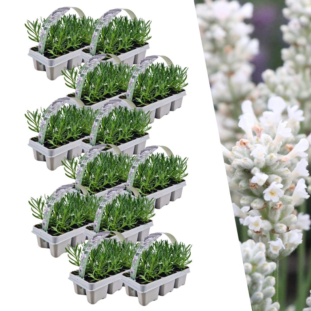 72er Set Lavendel angustifolia weiß - pflanzfix24