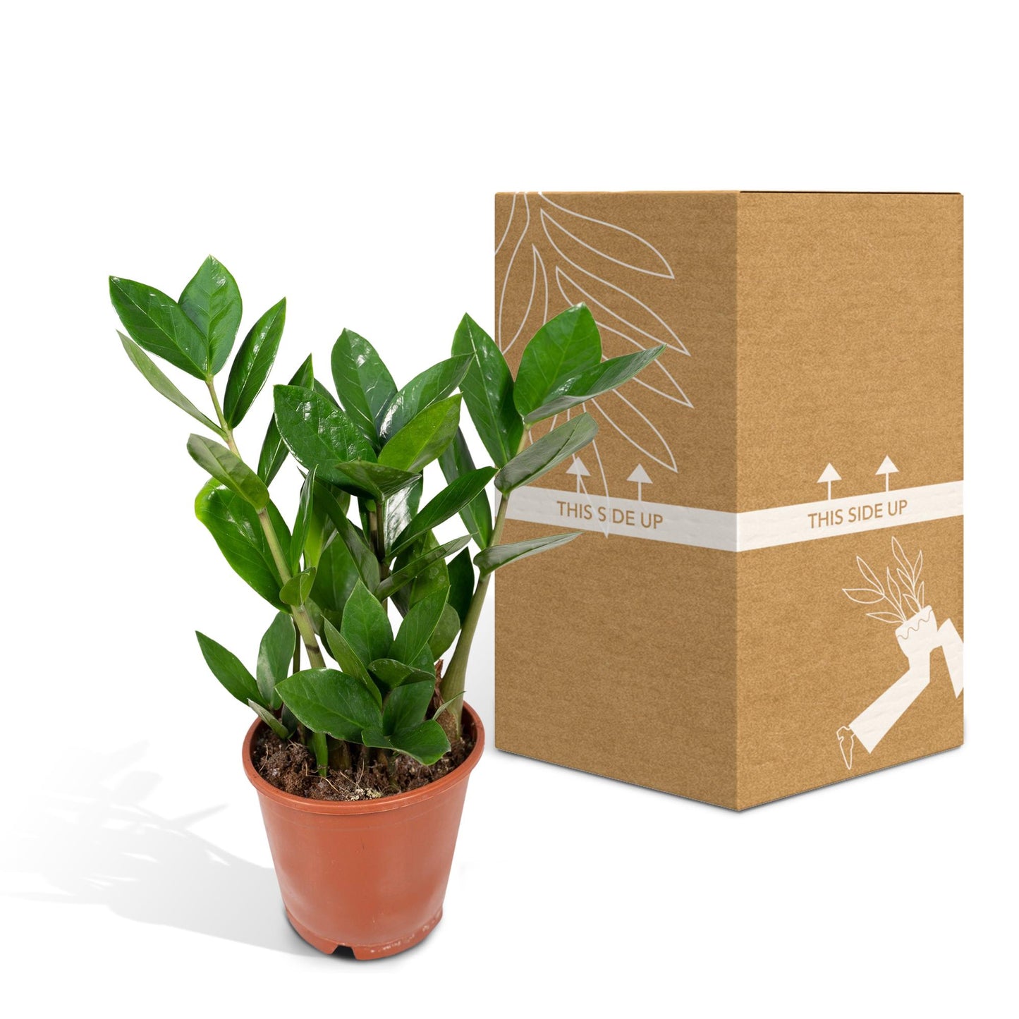 Zamiokulas 75 cm im 17 cm Topf – Pflanzfix24.de - Pflanzfix24.de