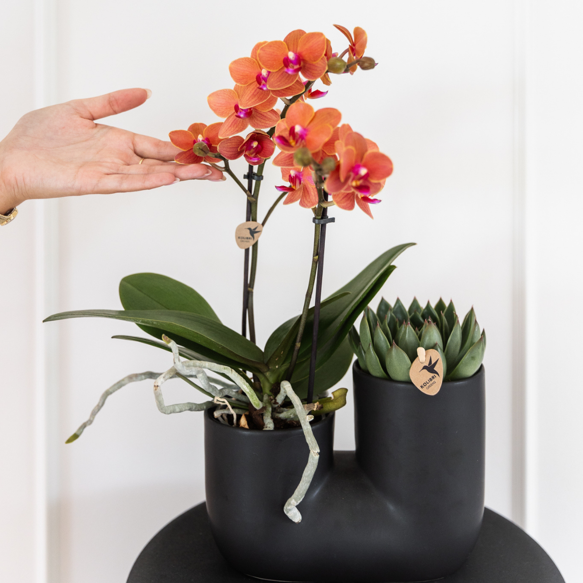 4er Set Phalaenopsis Bozen Orange – Combi Deal Ø9cm | Pflanzfix24.de - Pflanzfix24.de