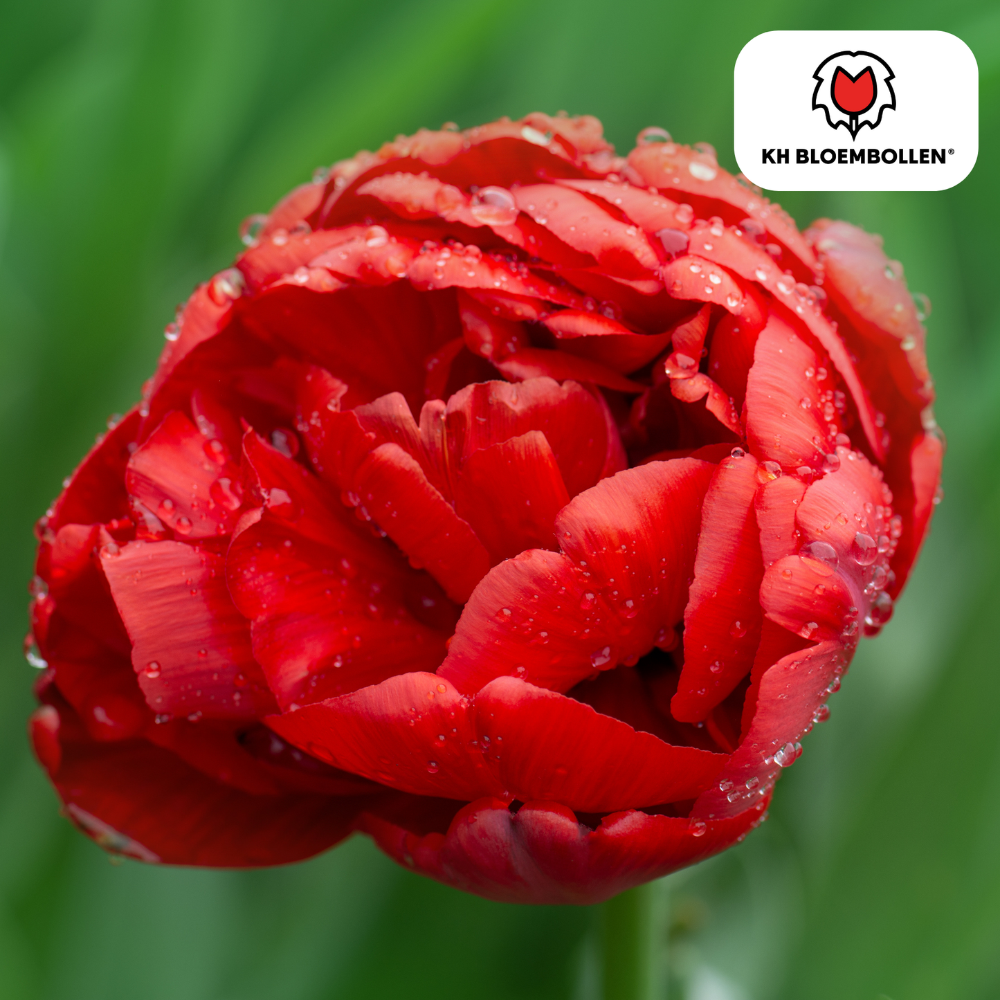 Bombastic Red Tulpenbollen – 20 stuks | Pflanzfix24® | Rode Dubbelbloemige Pioentulp