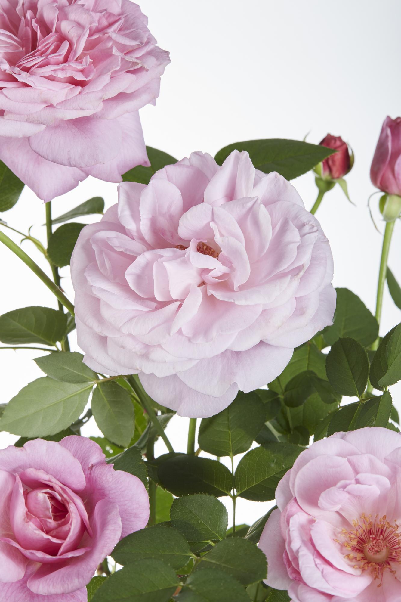 3x - Rosa Crazy in Love 'Pink' - ↨65cm - Ø15 - Pflanzfix24