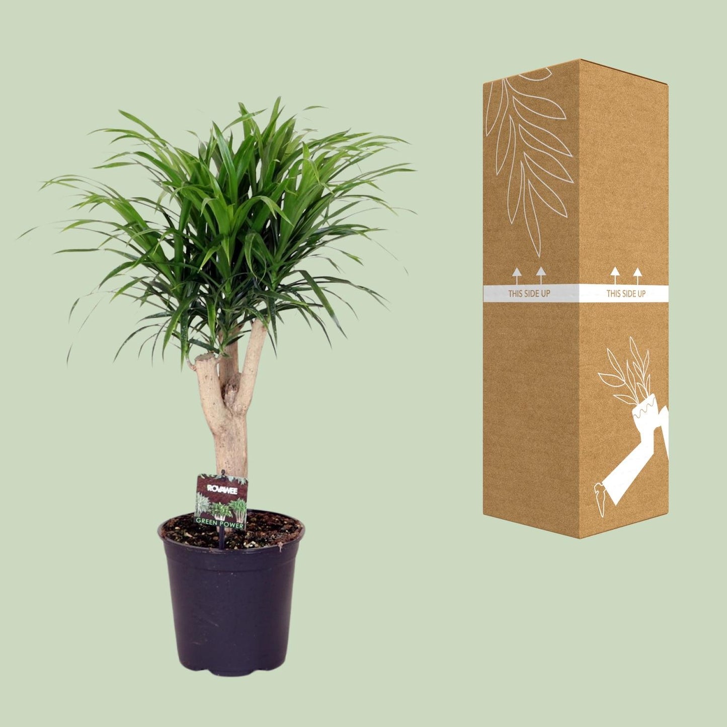 Dracaena Refl. Anita - Ø21cm - ↕70cm bei Pflanzfix24