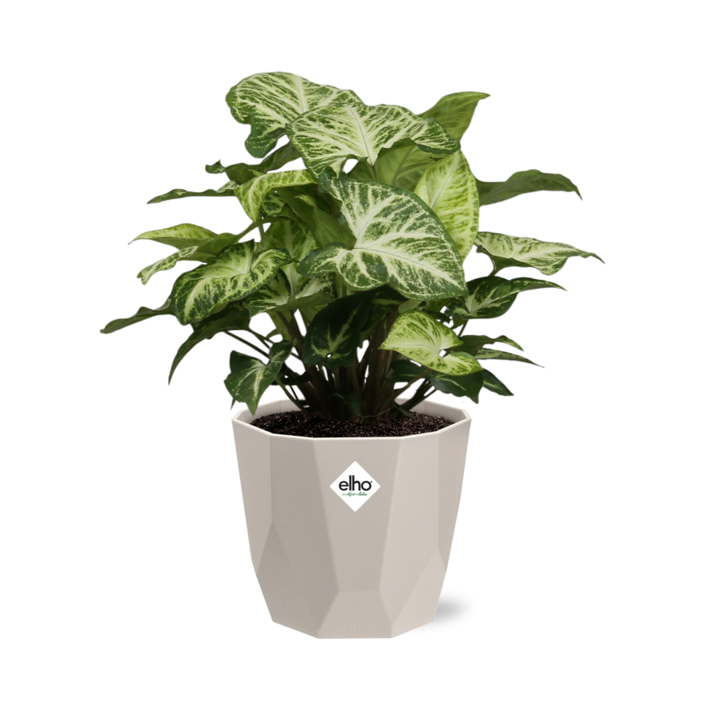 Syngonium Arrow in ELHO b.for rock 14 cm warm grey - Pflanzfix24