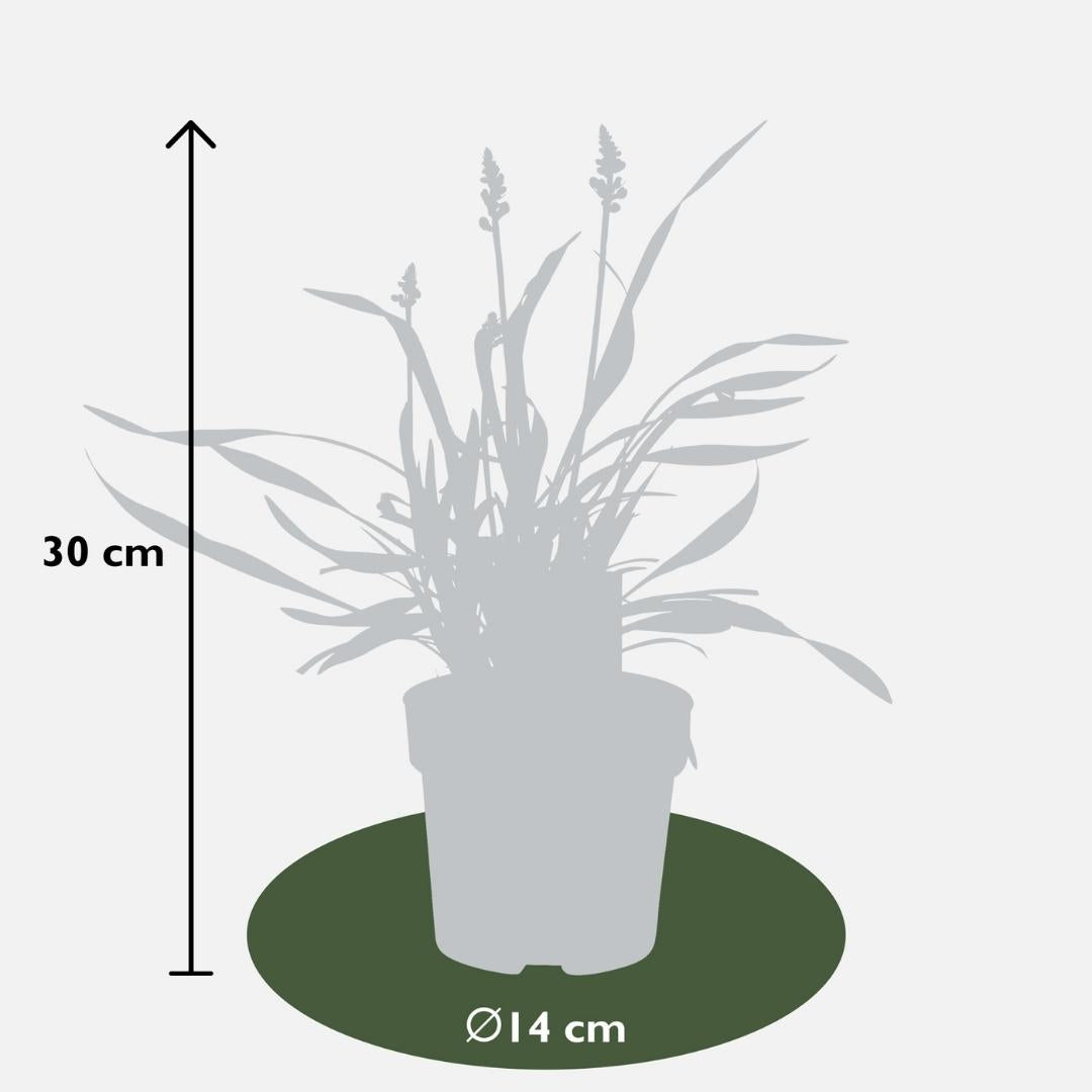 3 x Liriope muscari 'Ingwersen' - Set XL - 14 cm Topfgröße - Pflanzfix24.de - Pflanzfix24.de