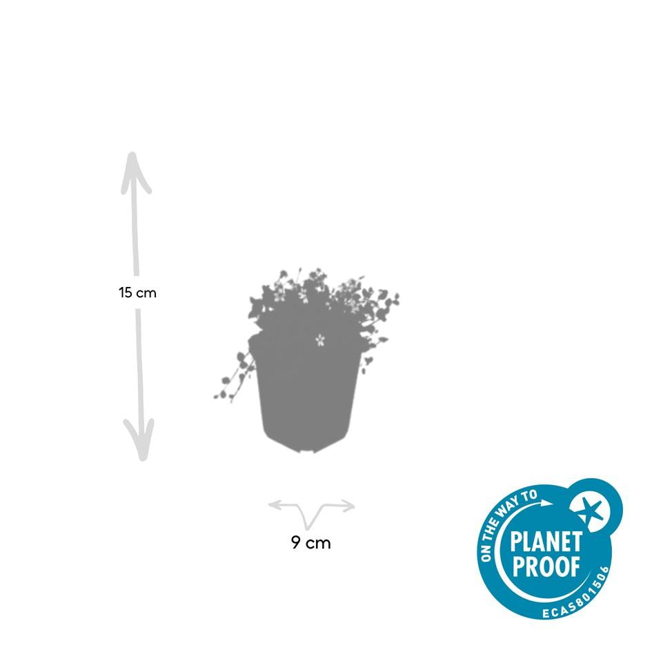 12x Isotoma fluviatilis 'Alba' – weißer Bodendecker | Pflanzfix24.de - Pflanzfix24.de