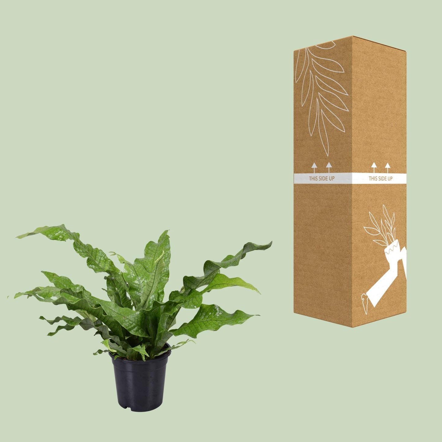 Microsorum diversifolium Kängurufarn Ø17cm | Pflanzfix24.de - Pflanzfix24.de