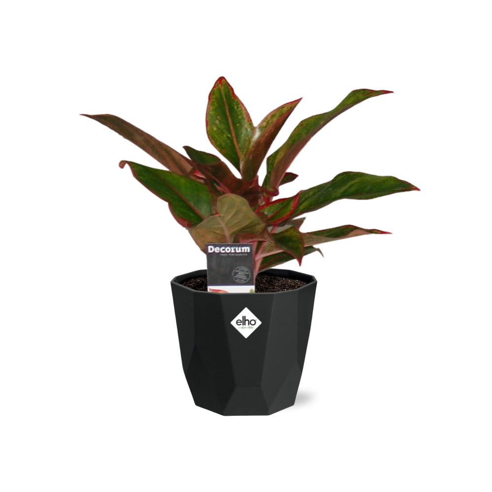 Aglaonema Crete in 14cm b.for rock living black - Pflanzfix24