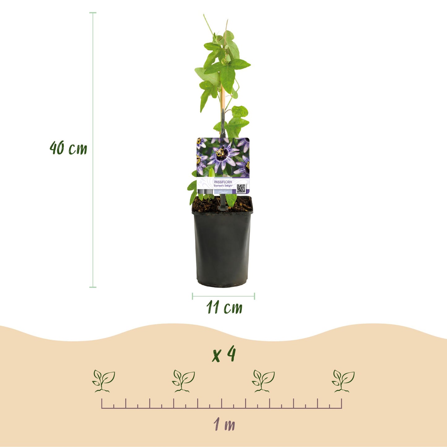 Passiflora Tricolour - 3 Pflanzen - Topf 11cm - Pflanzfix24.de - Pflanzfix24.de