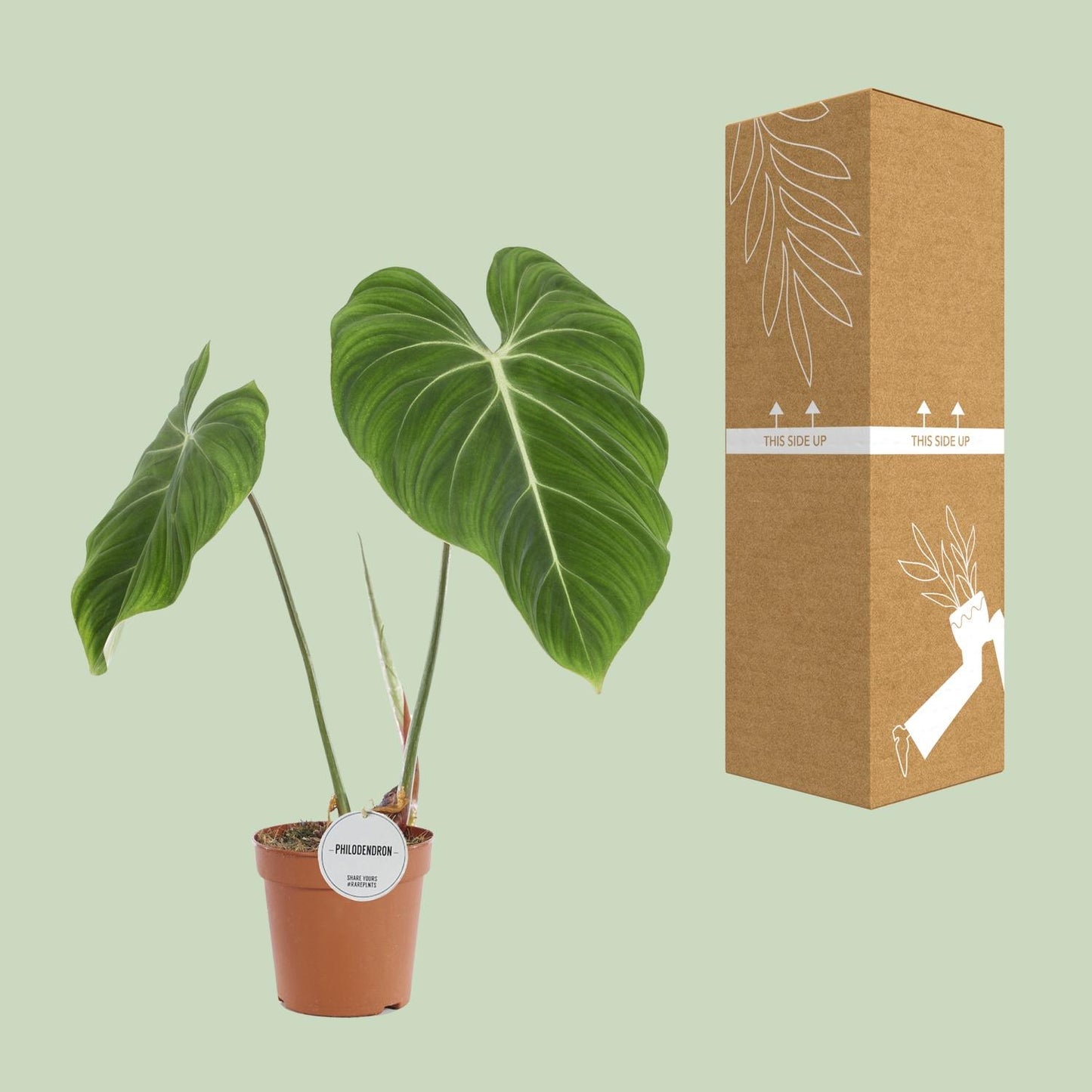 Philodendron Gloriosum – 60cm | Tropisches Laubwunder bei Pflanzfix24