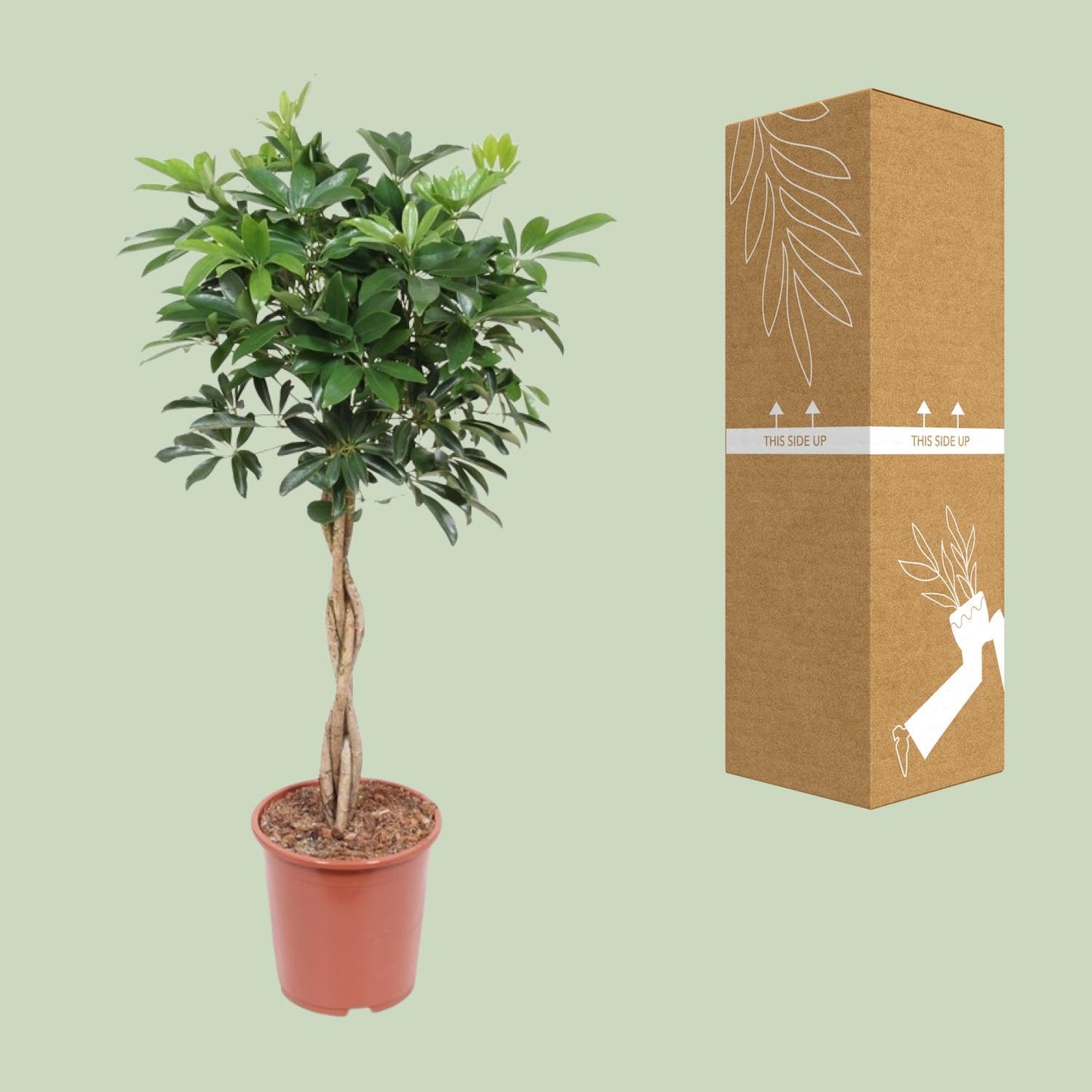 Schefflera Arboricola Compacta - Ø27cm - Pflanzfix24