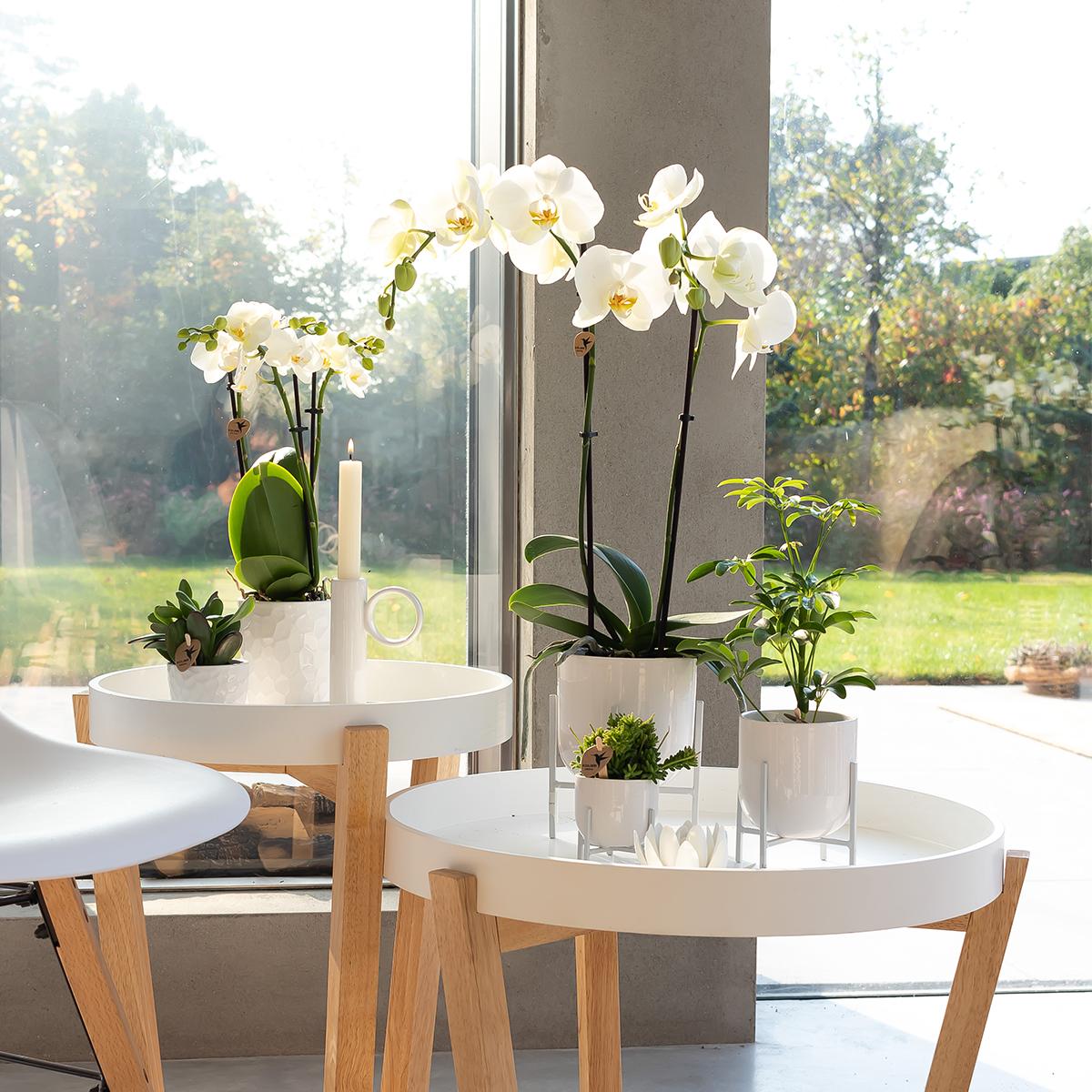 Kolibri Orchids | weiße Phalaenopsis-Orchidee - Dame Blanche - Topfgröße Ø12cm - Pflanzfix24
