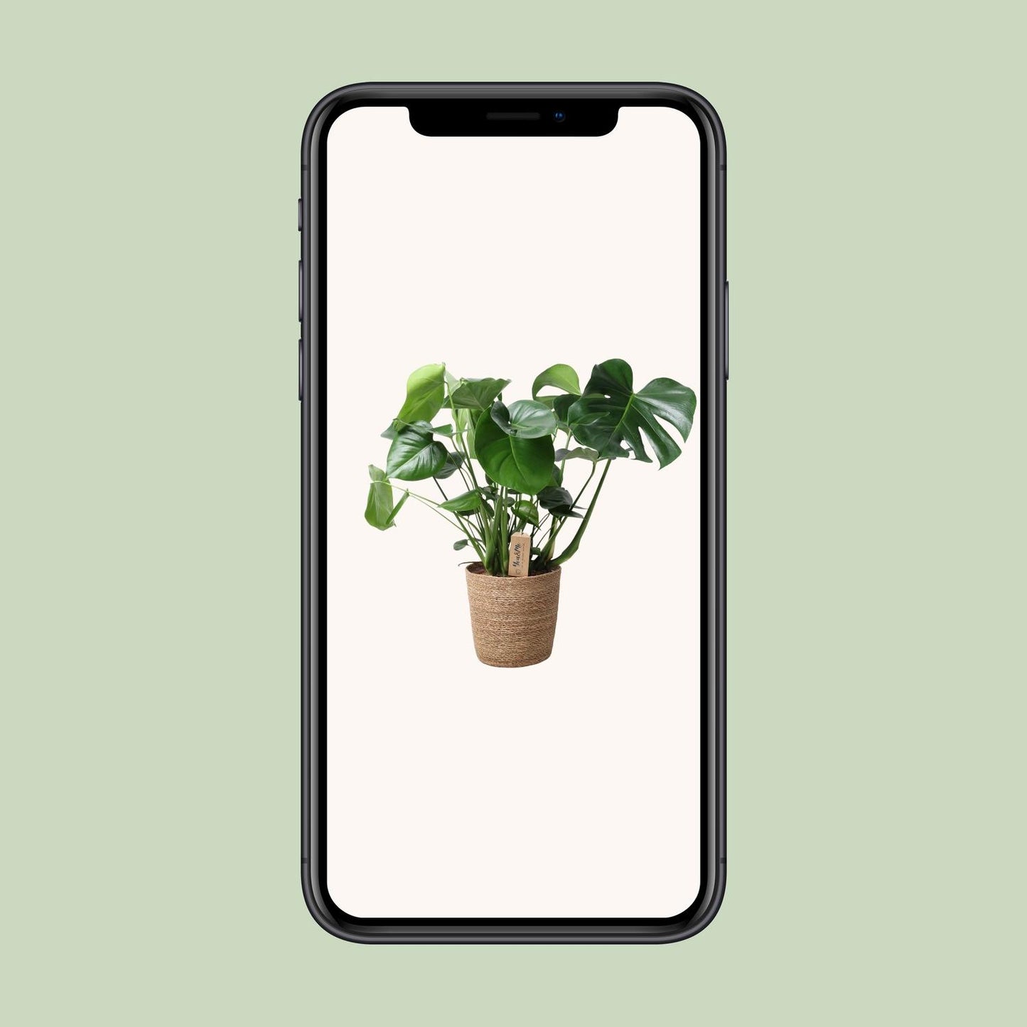 Monstera In Natural Basket - Ø21cm - ↕60cm - Pflanzfix24