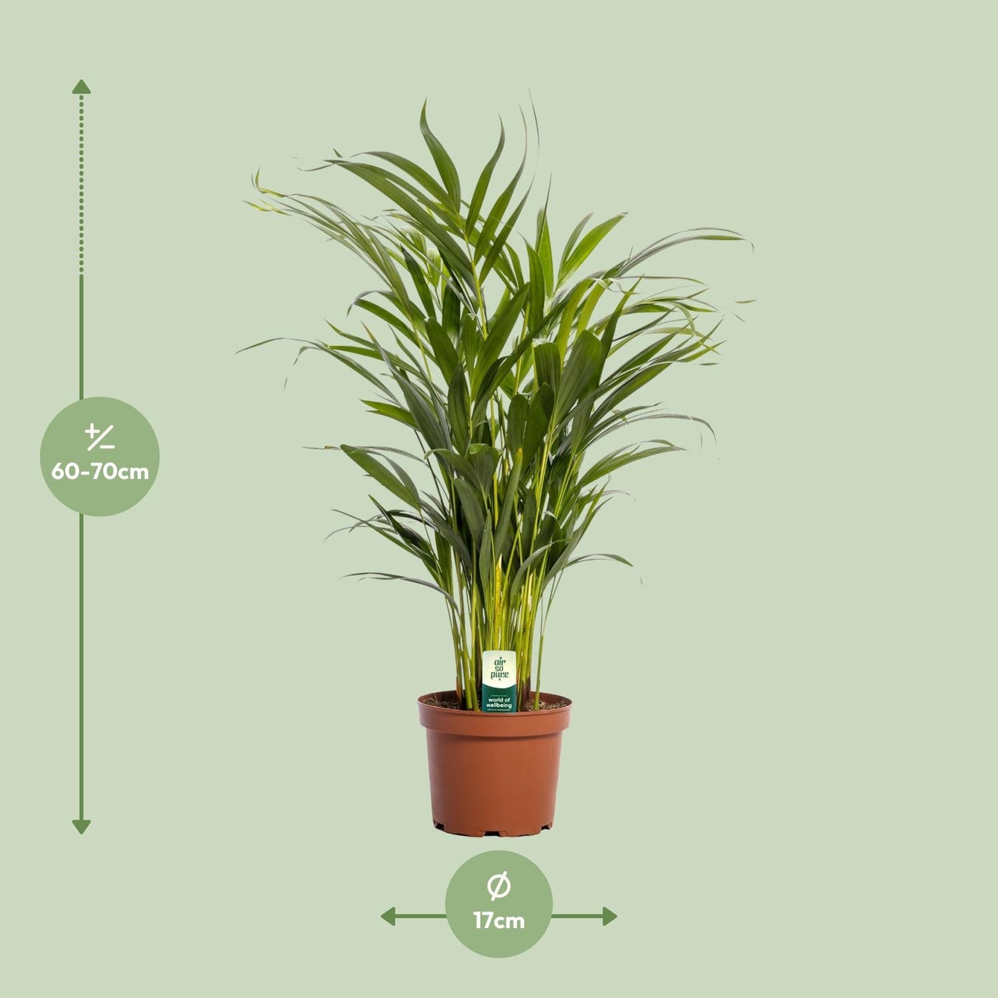 Dypsis Lutescens - Ø17cm - ↕65cm bei Pflanzfix24.de - Pflanzfix24.de