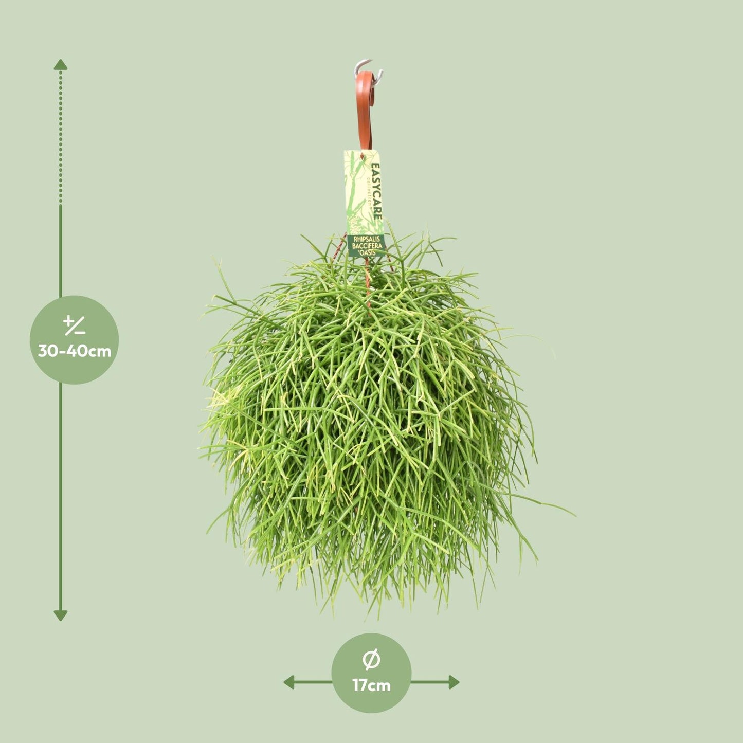 Rhipsalis Baccifera Oasis - Ø17 ↕35 von Pflanzfix24