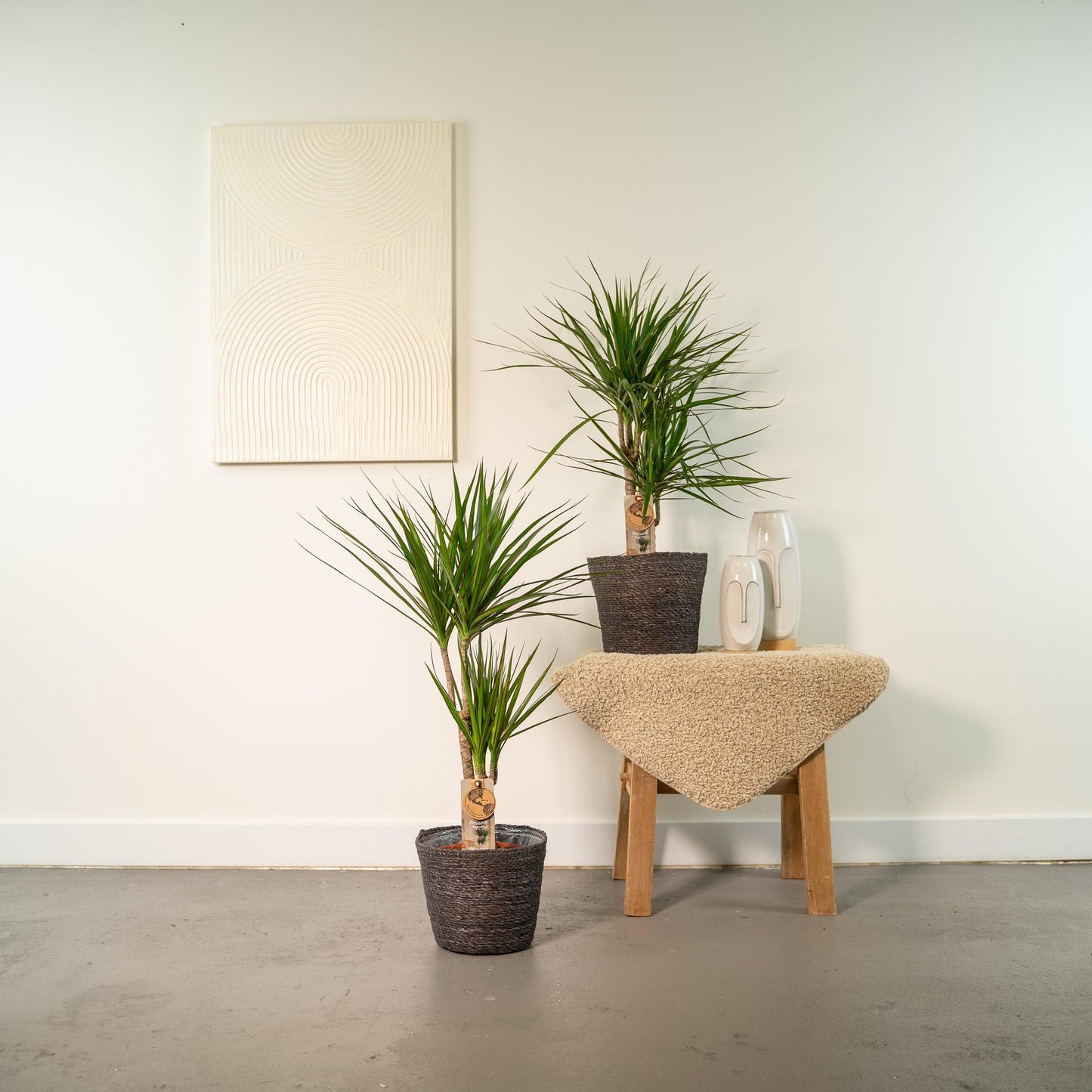 2x Dracaena - ↨90cm - Ø17cm - Pflanzfix24.de - Pflanzfix24.de