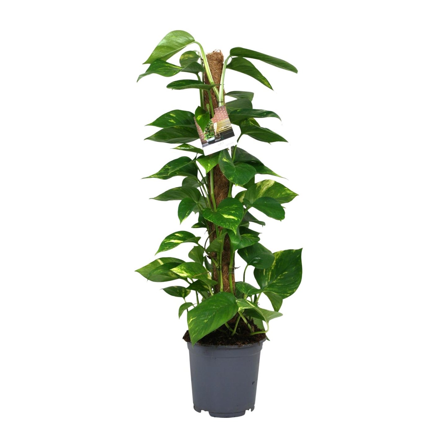 Scindapsus Epipremnum 80 cm im Topf Ø19 cm – pflanzfix24